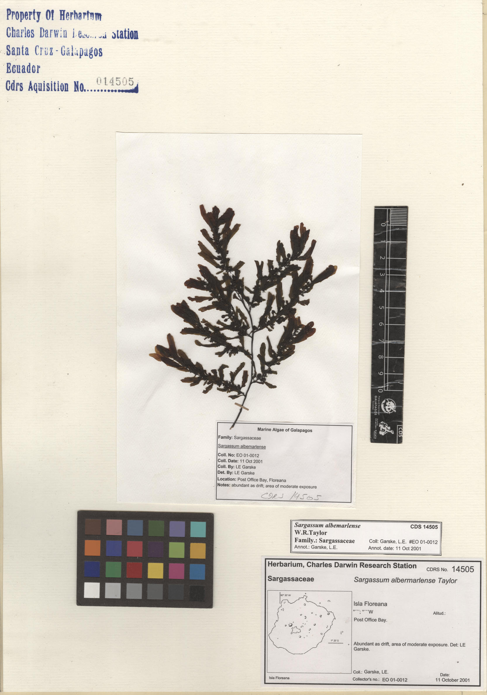  Sargassum albemarlense , CDS specimen herbarium. Photo: Bravo, L..