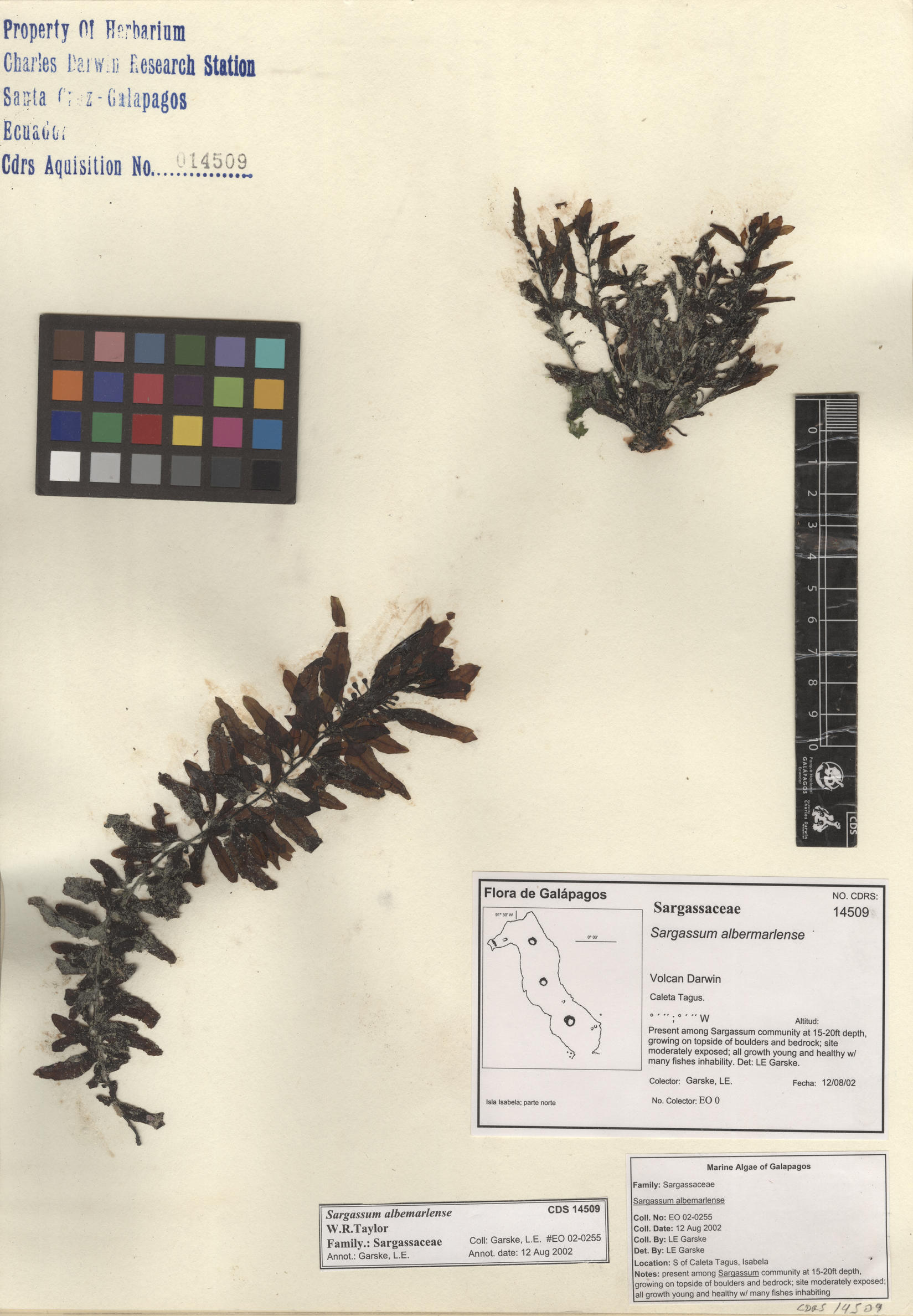  Sargassum albemarlense , CDS specimen herbarium. Photo: Bravo, L..