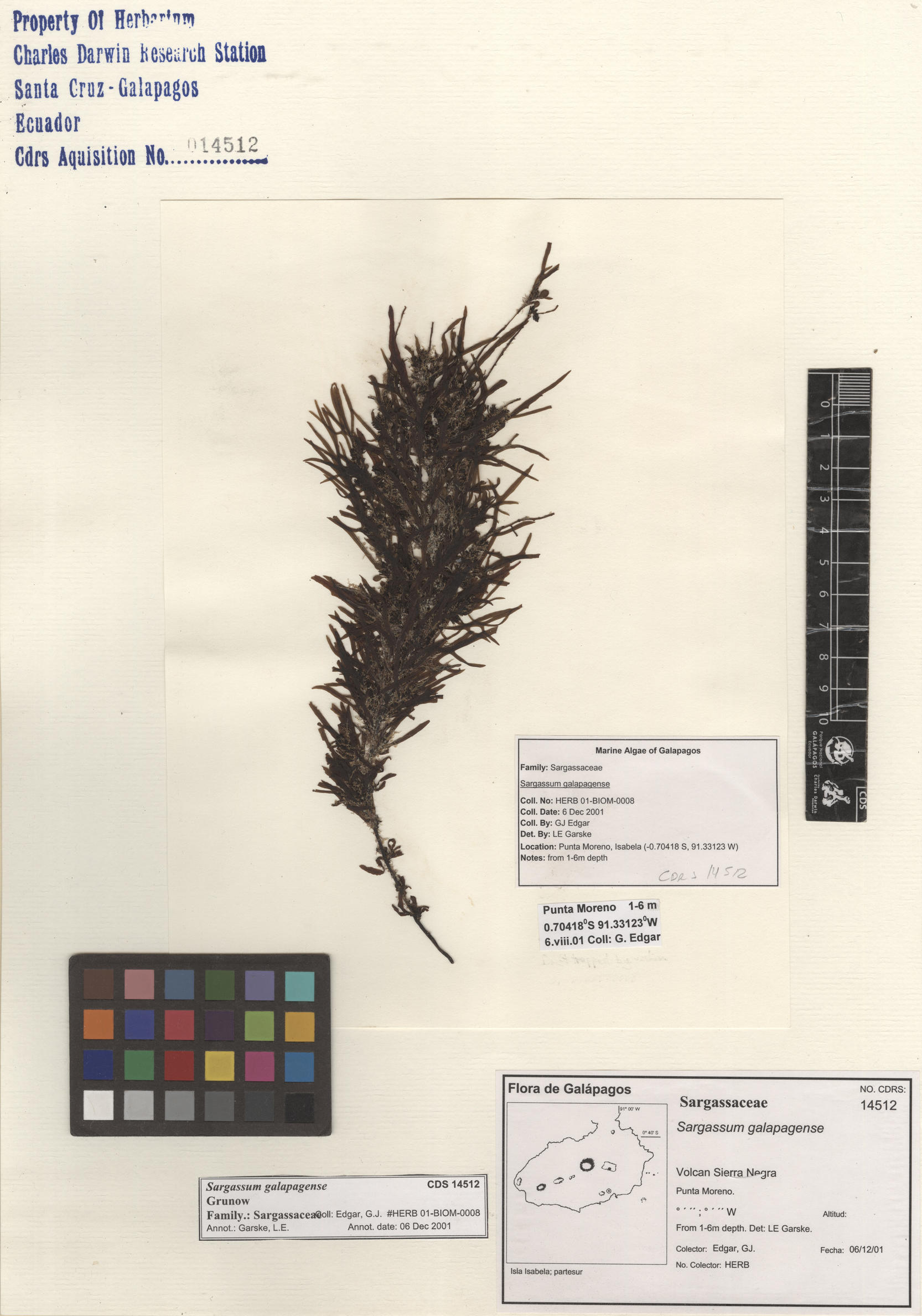 Sargassum galapagense , CDS especimen de herbario. Foto: Bravo, L..