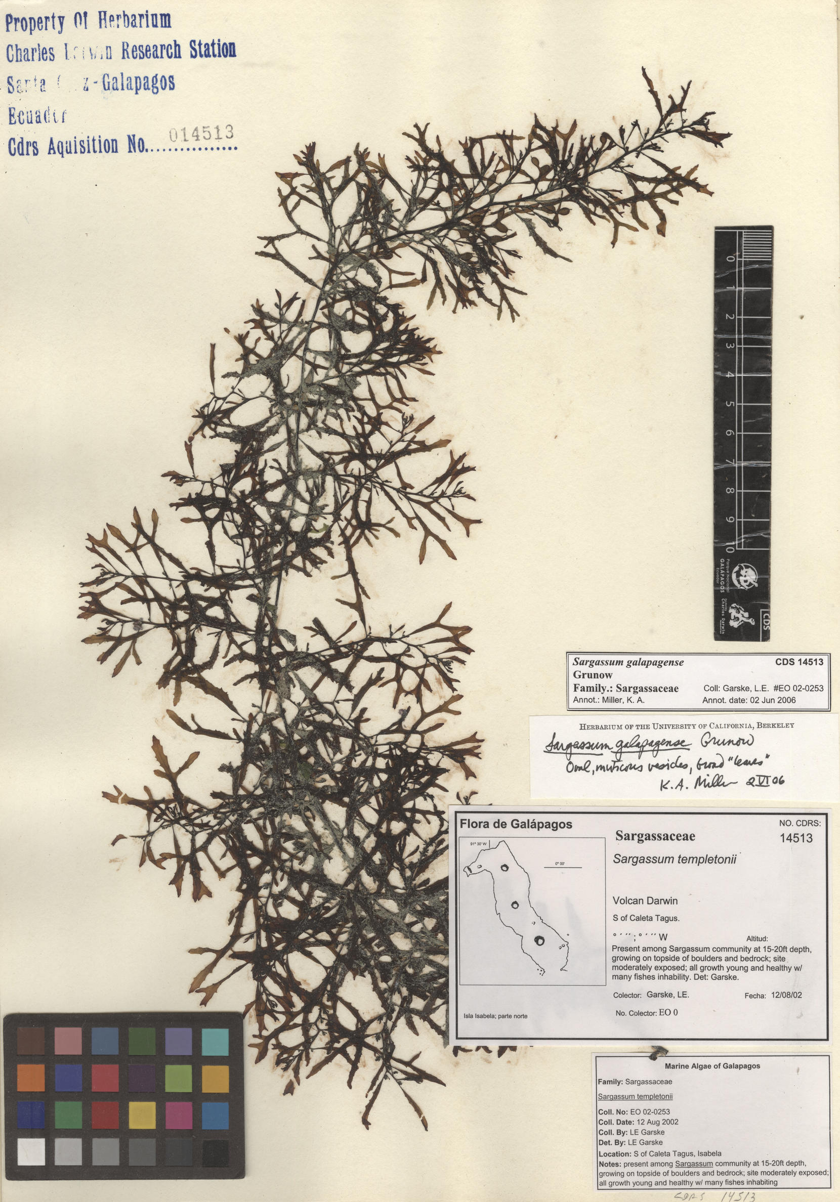 Sargassum galapagense , CDS especimen de herbario. Foto: Bravo, L..
