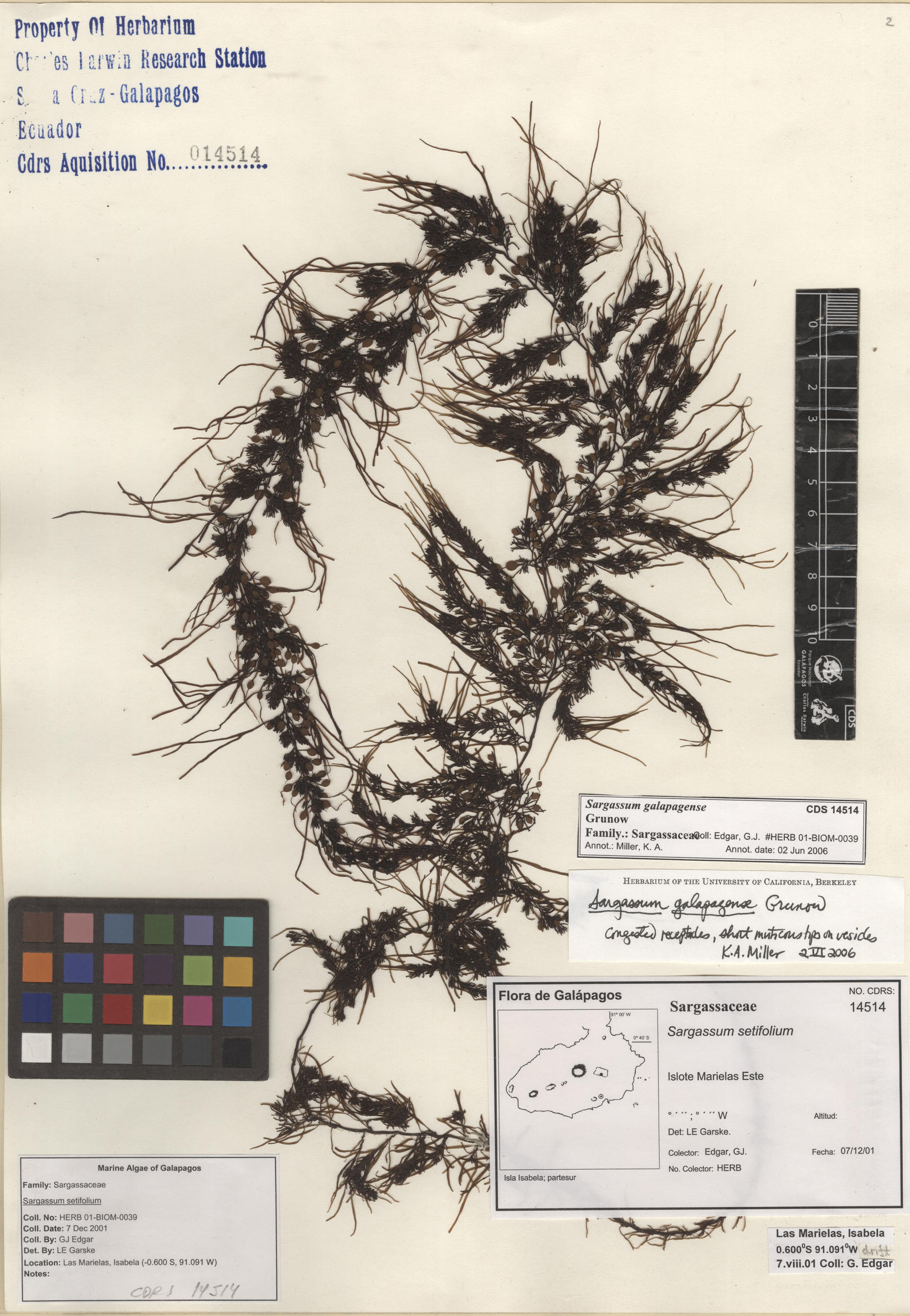 Sargassum galapagense , CDS especimen de herbario. Foto: Bravo, L..