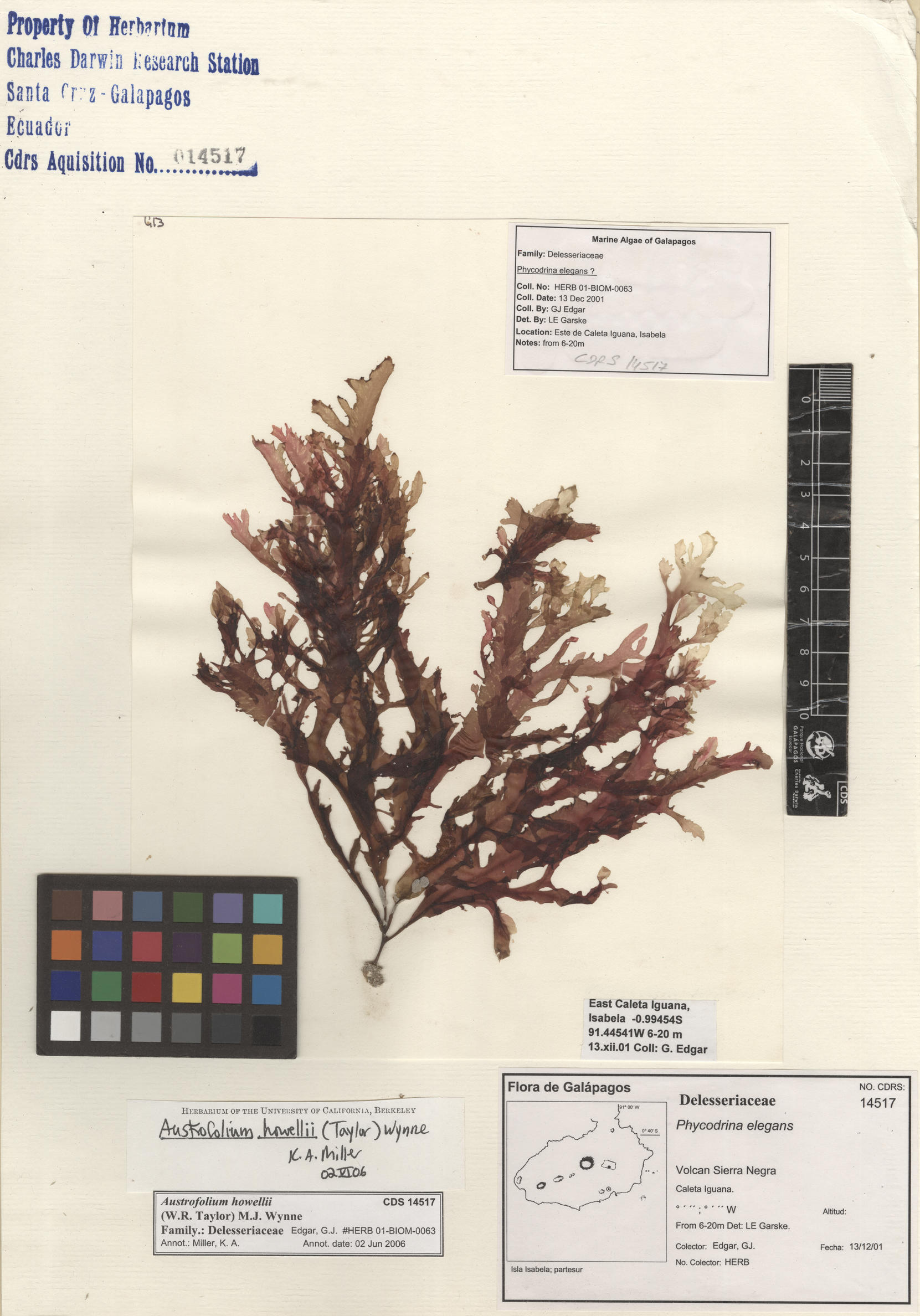  Austrofolium howellii , CDS specimen herbarium. Photo: Bravo, L..