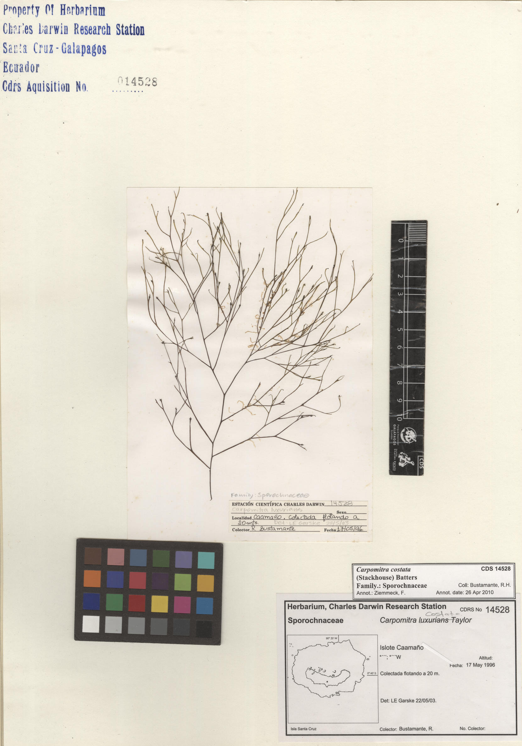  Carpomitra costata , CDS specimen herbarium. Photo: Bravo, L..