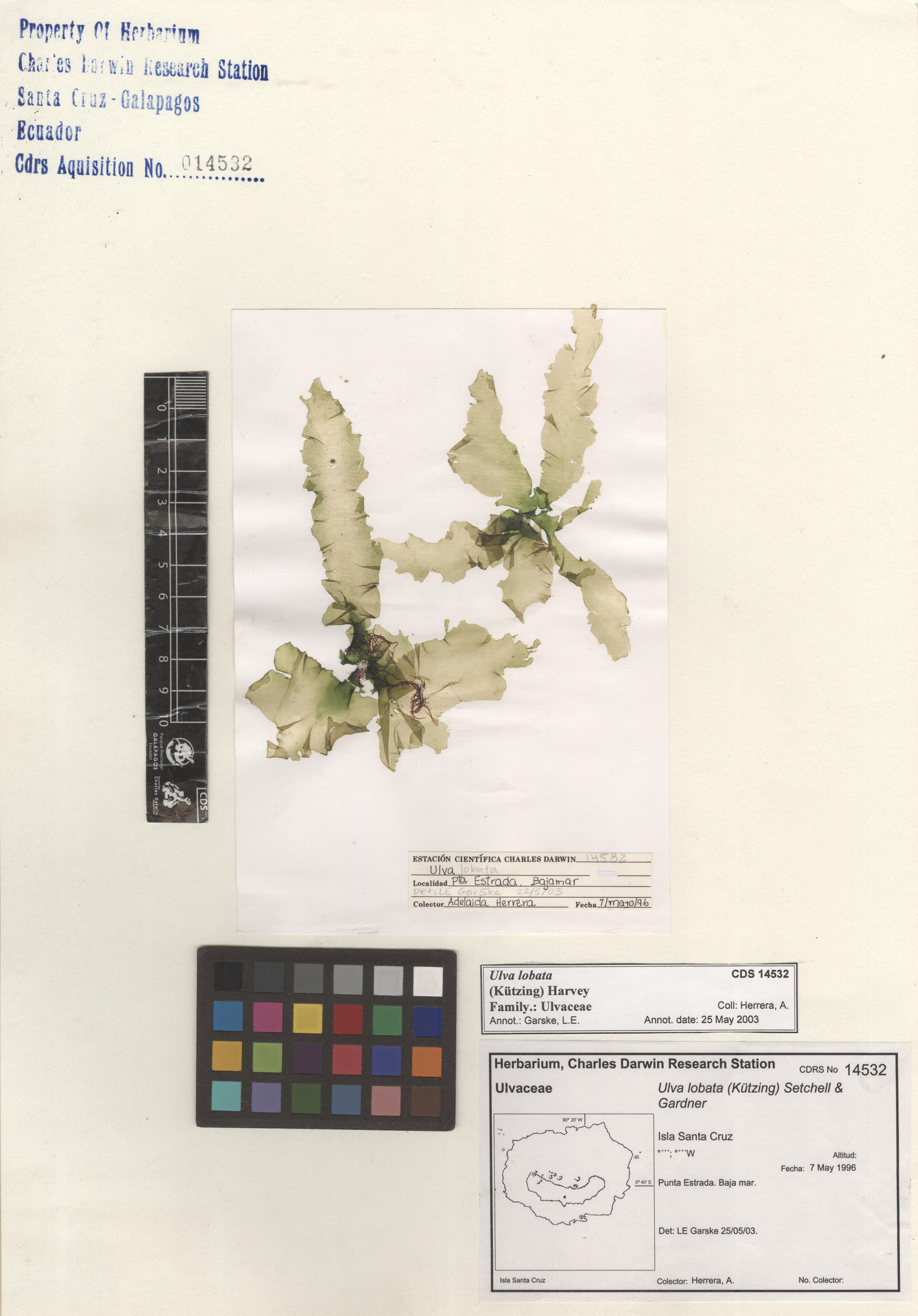  Ulva lobata , CDS specimen herbarium. Photo: Bravo, L..