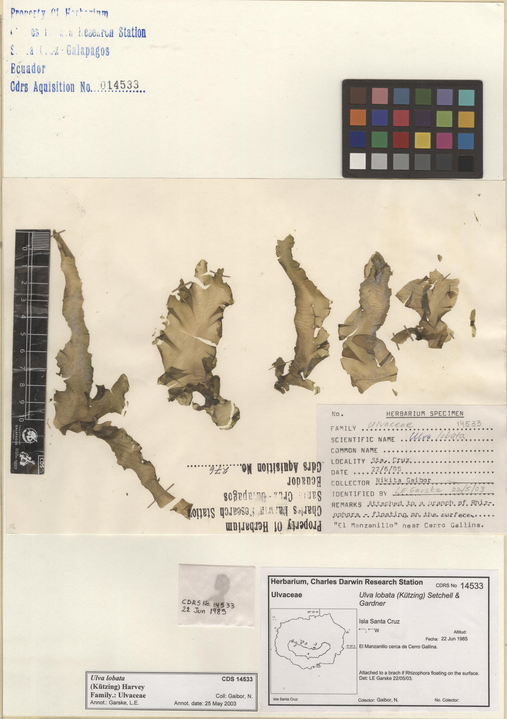  Ulva lobata , CDS specimen herbarium. Photo: Bravo, L..