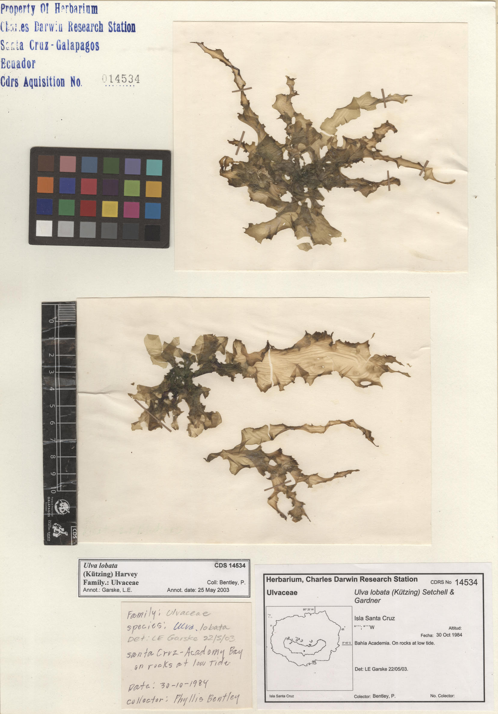  Ulva lobata , CDS specimen herbarium. Photo: Bravo, L..