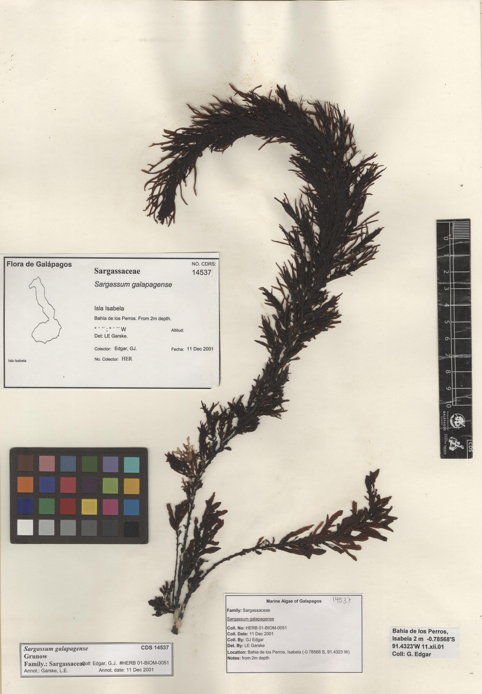 Sargassum galapagense , CDS especimen de herbario. Foto: Bravo, L..