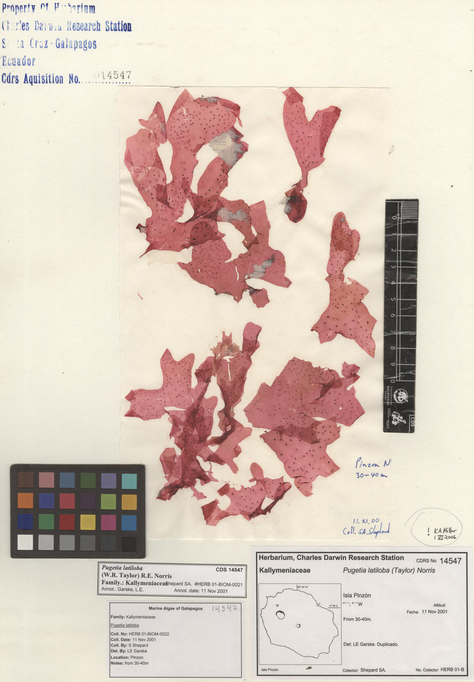 Pugetia latiloba , CDS specimen herbarium. Photo: Bravo, L..
