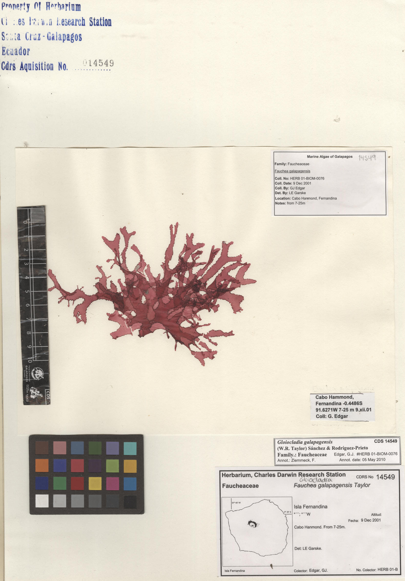  Gloiocladia galapagensis , CDS specimen herbarium. Photo: Bravo, L..