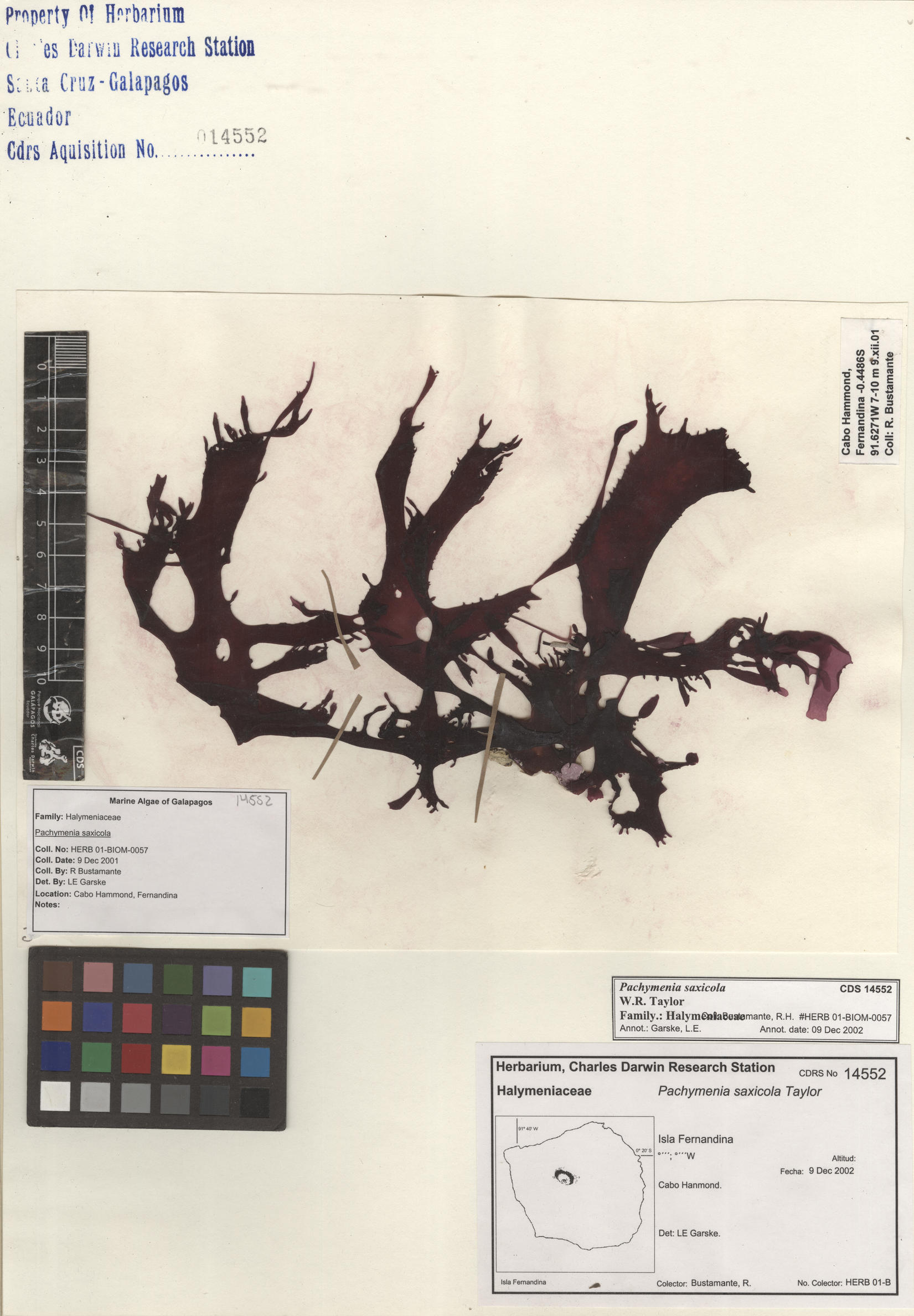 Pachymenia saxicola , CDS specimen herbarium. Photo: Bravo, L..