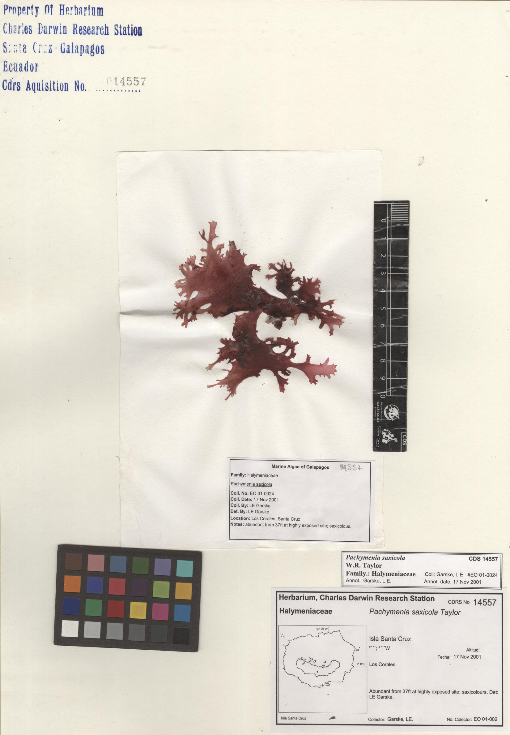 Pachymenia saxicola , CDS specimen herbarium. Photo: Bravo, L..