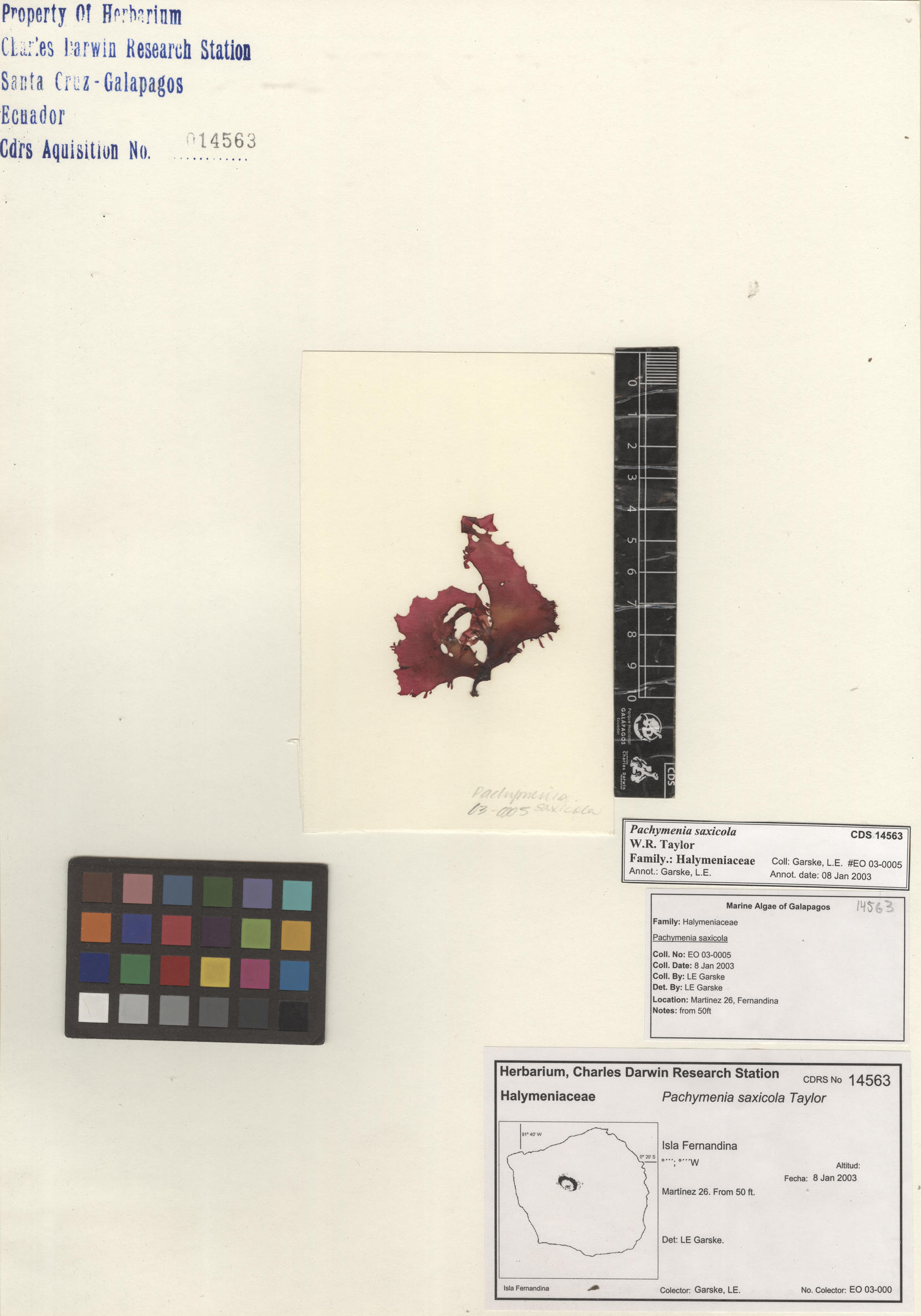 Pachymenia saxicola , CDS specimen herbarium. Photo: Bravo, L..