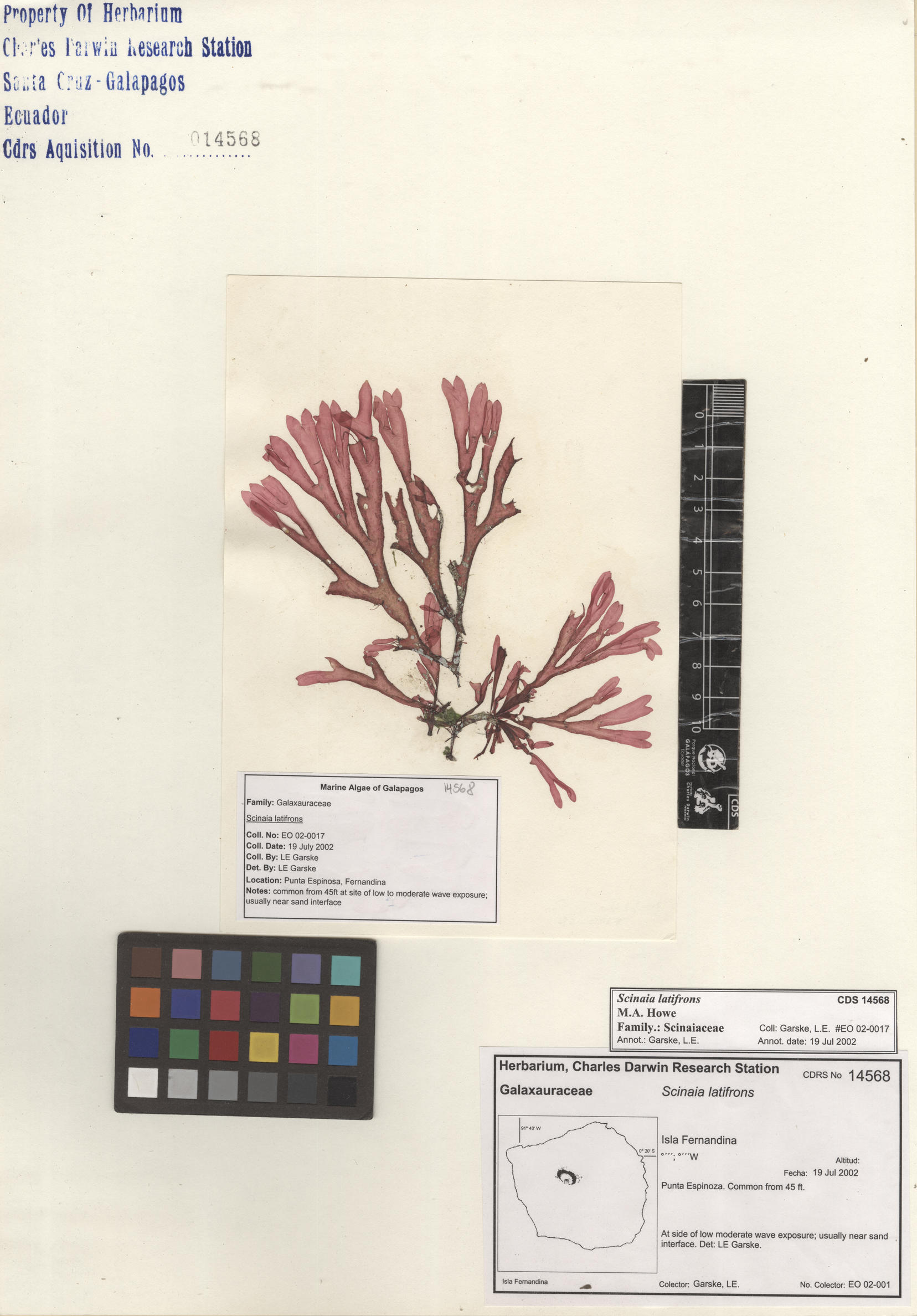  Scinaia latifrons , CDS specimen herbarium. Photo: Bravo, L..