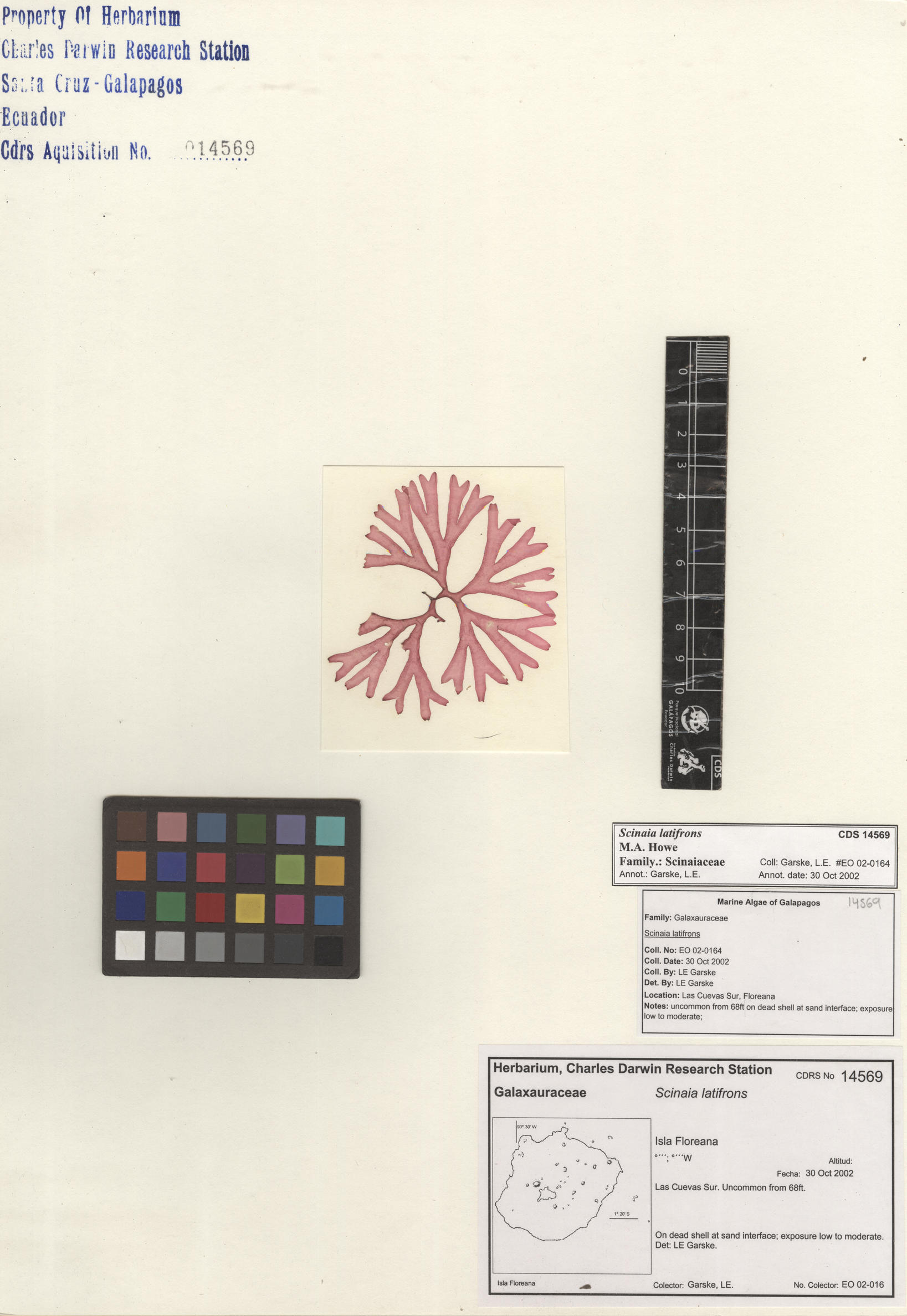  Scinaia latifrons , CDS specimen herbarium. Photo: Bravo, L..