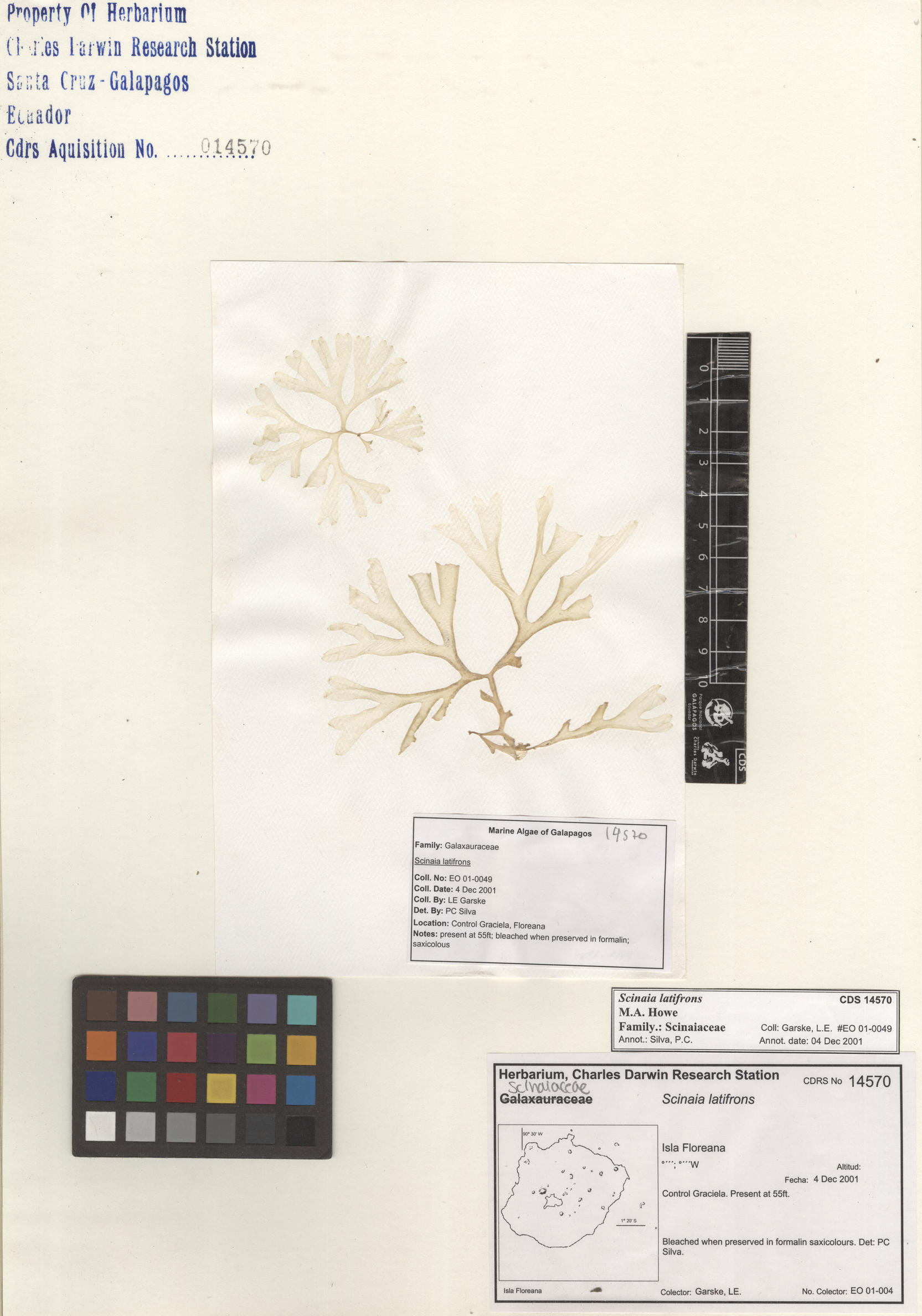  Scinaia latifrons , CDS specimen herbarium. Photo: Bravo, L..