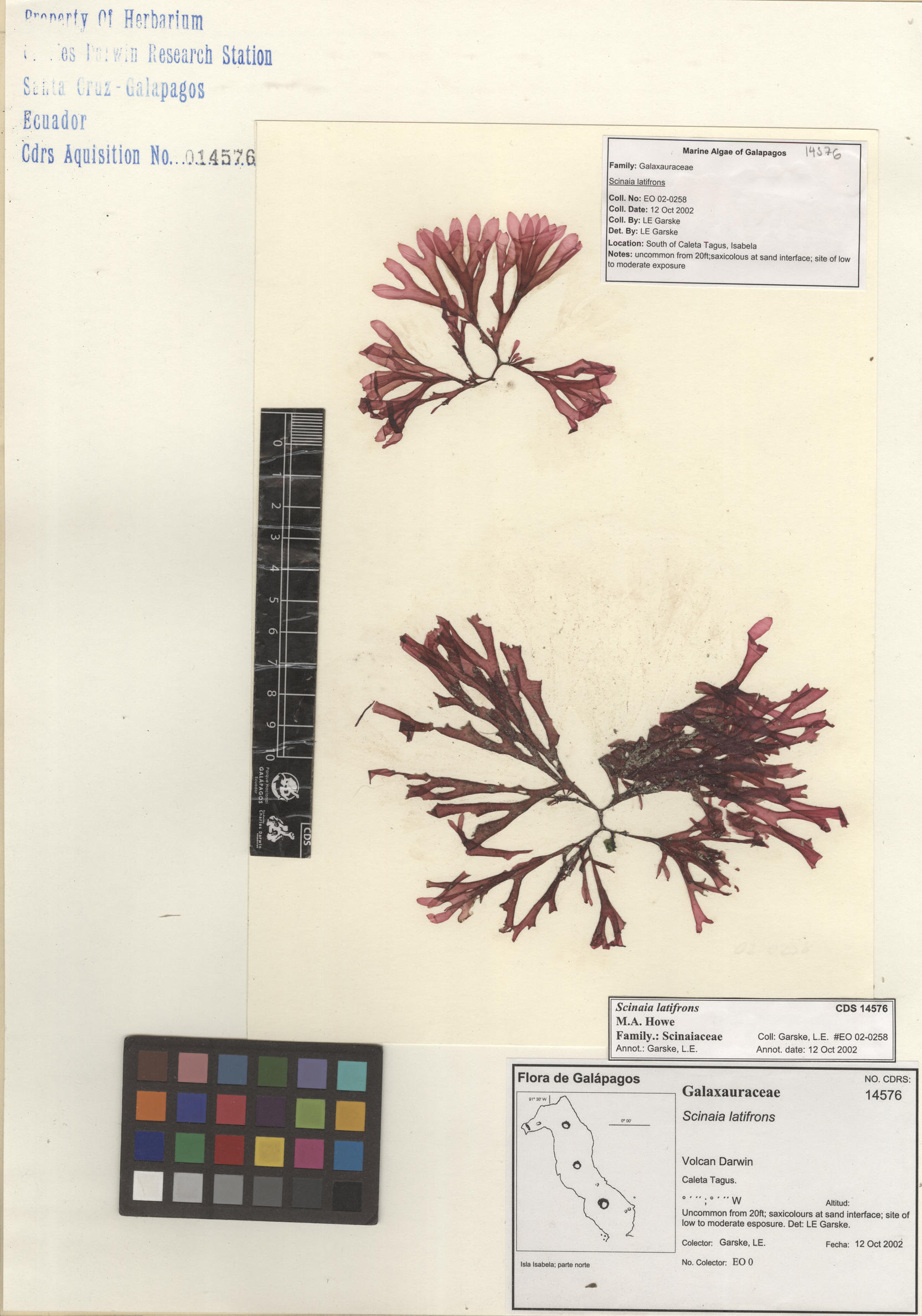  Scinaia latifrons , CDS specimen herbarium. Photo: Bravo, L..