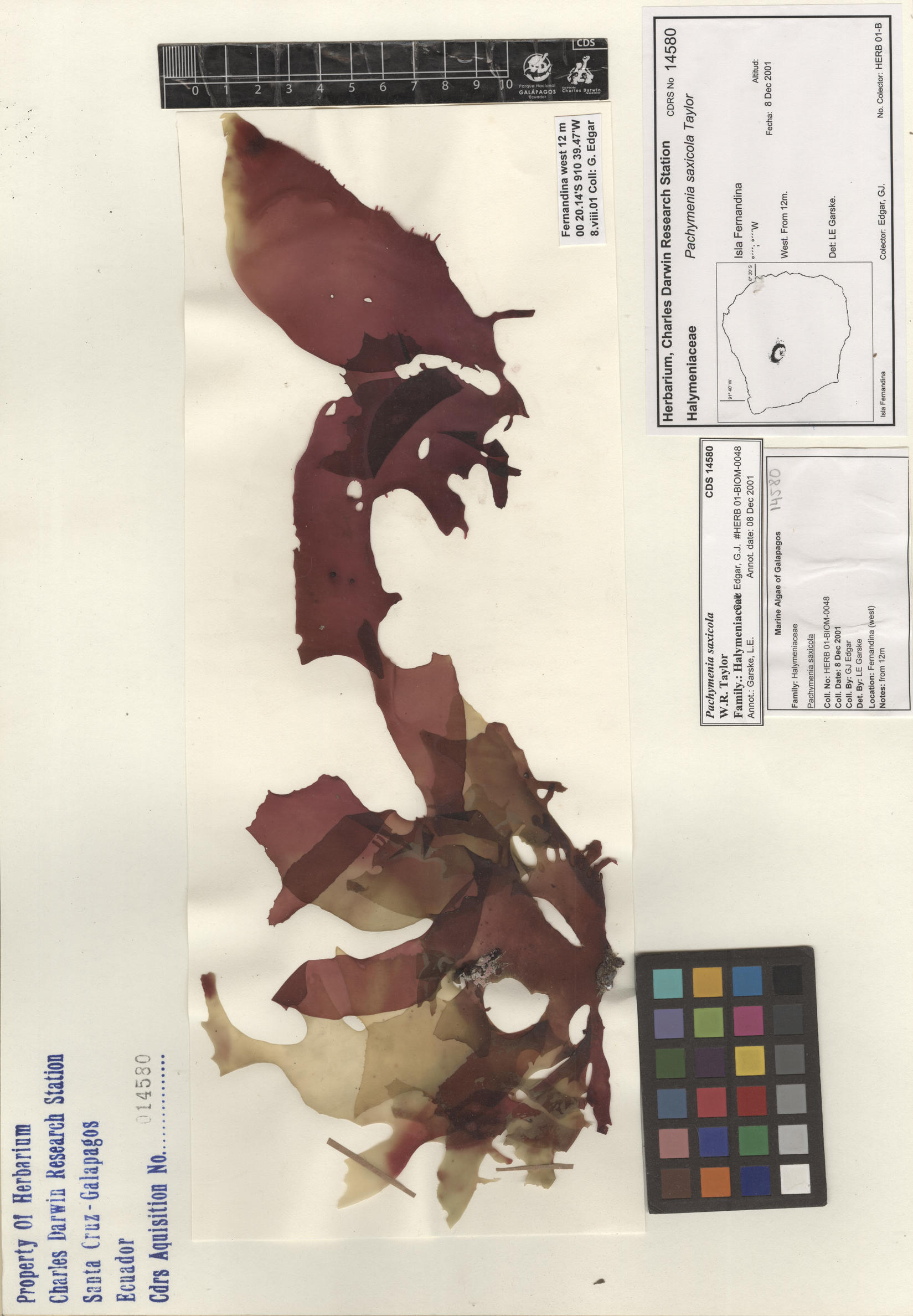 Pachymenia saxicola , CDS specimen herbarium. Photo: Bravo, L..