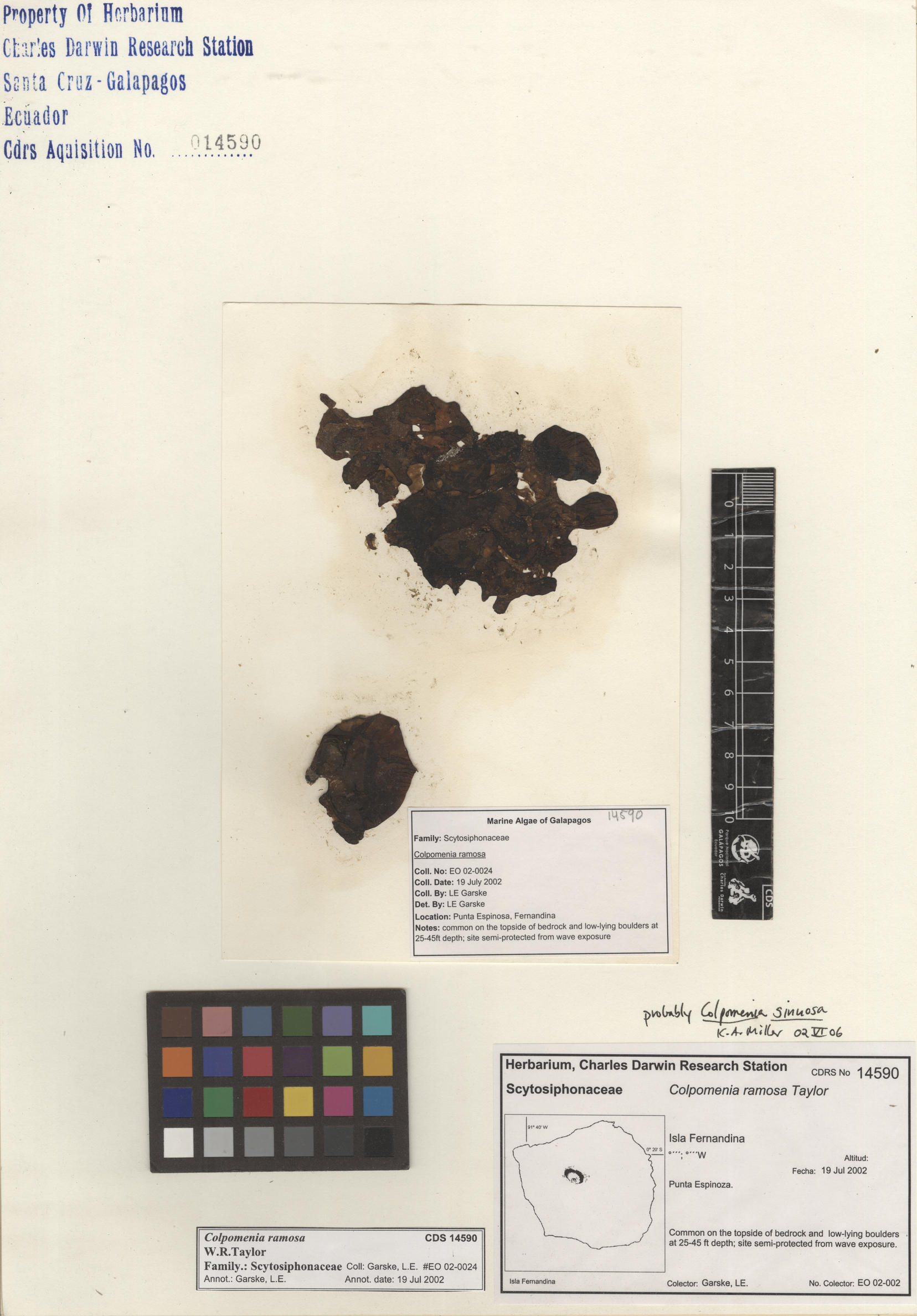 Colpomenia ramosa , CDS especimen de herbario. Foto: Bravo, L..