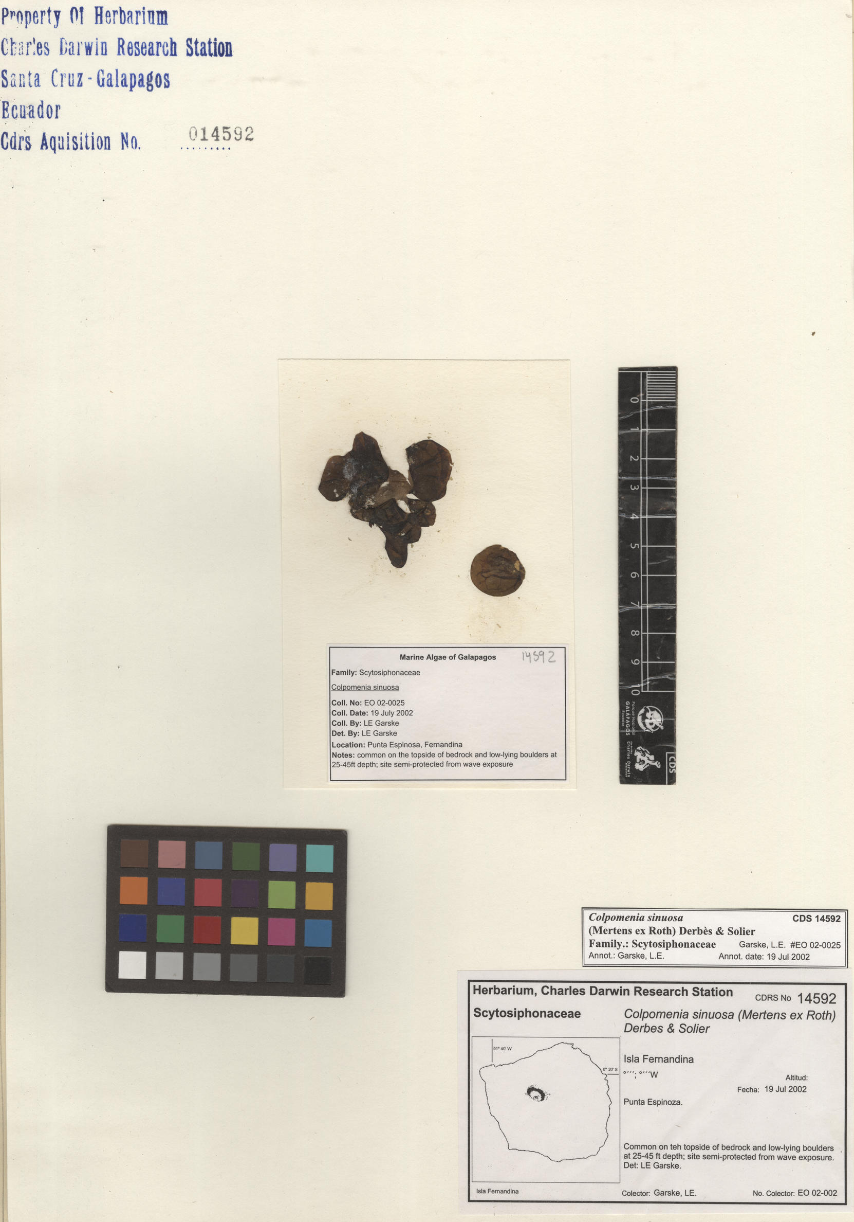 Colpomenia sinuosa , CDS especimen de herbario. Foto: Bravo, L..