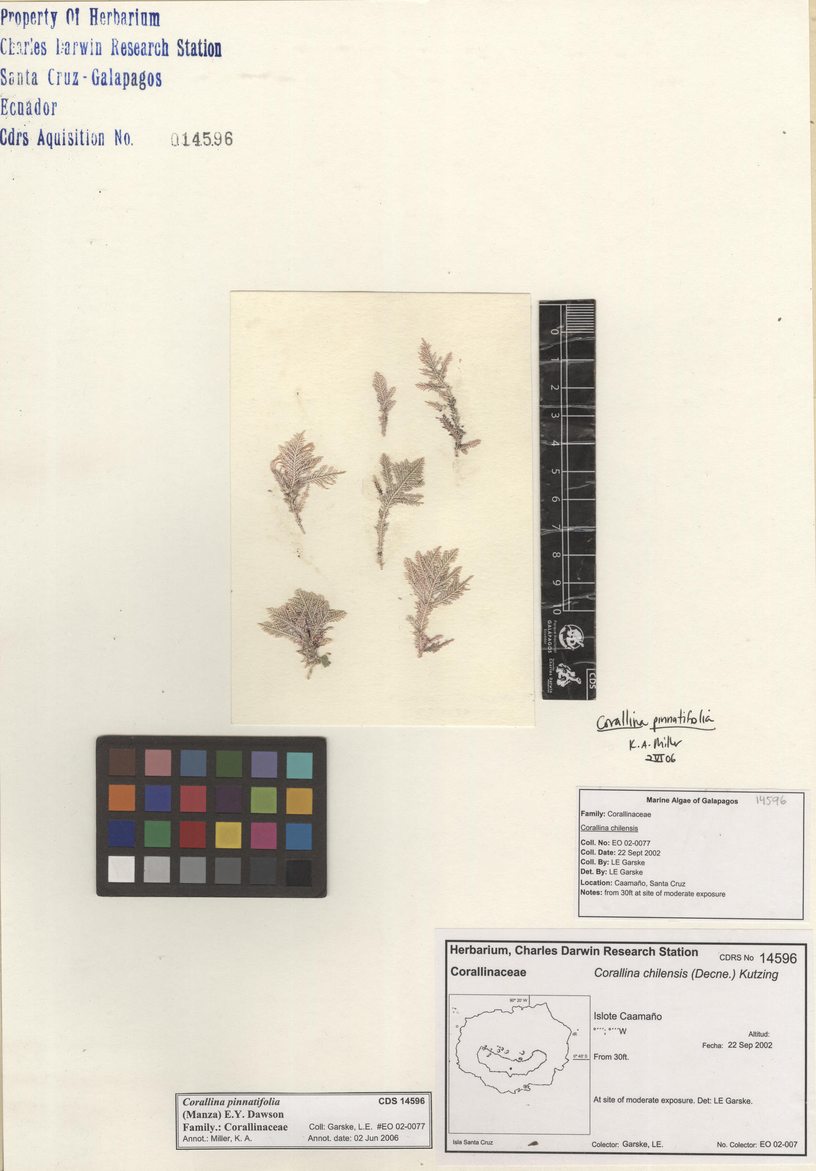  Corallina pinnatifolia , CDS especimen de herbario. Foto: Bravo, L..