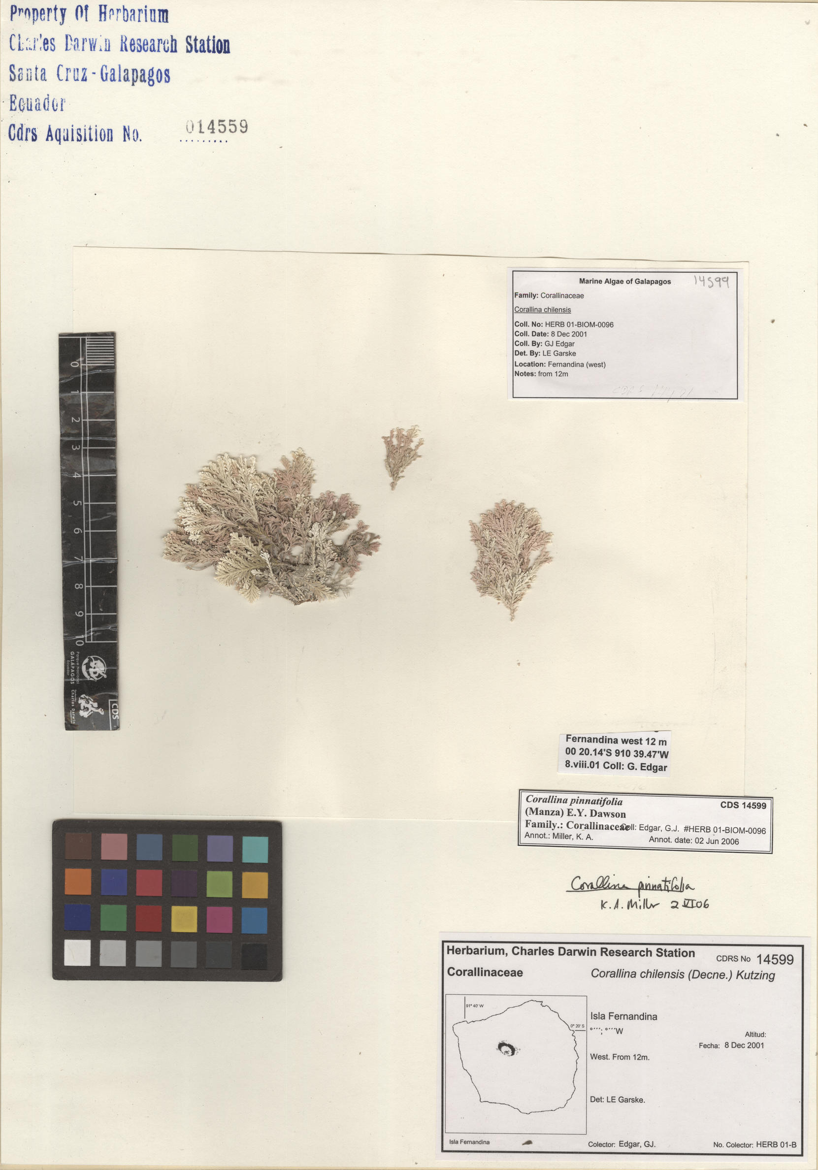  Corallina pinnatifolia , CDS especimen de herbario. Foto: Bravo, L..