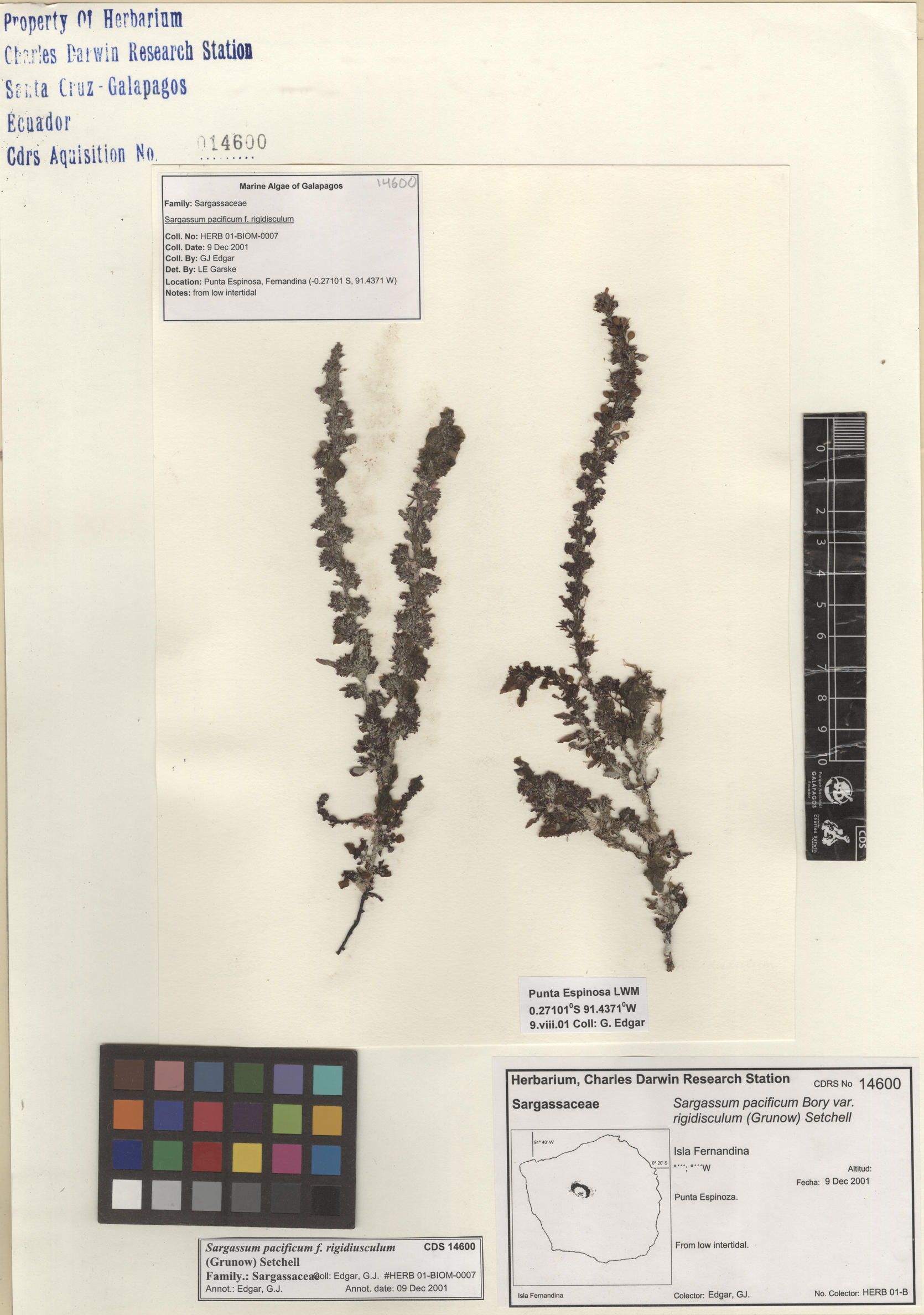  Sargassum pacificum f. congestum , CDS specimen herbarium. Photo: Bravo, L..