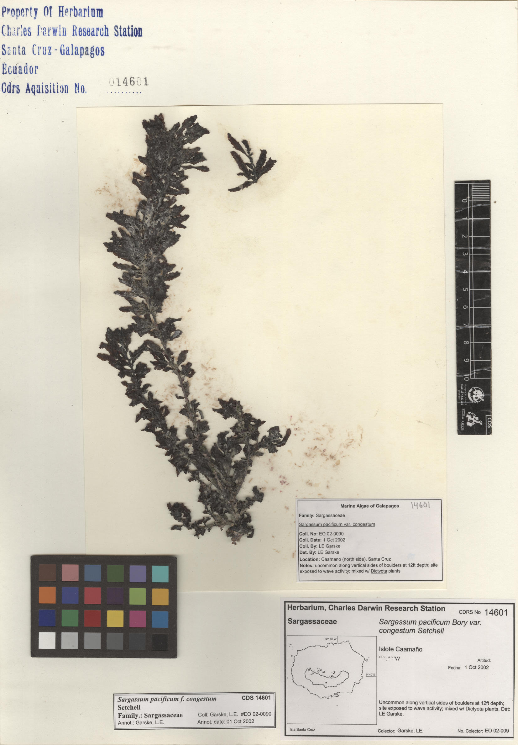  Sargassum pacificum f. congestum , CDS specimen herbarium. Photo: Bravo, L..