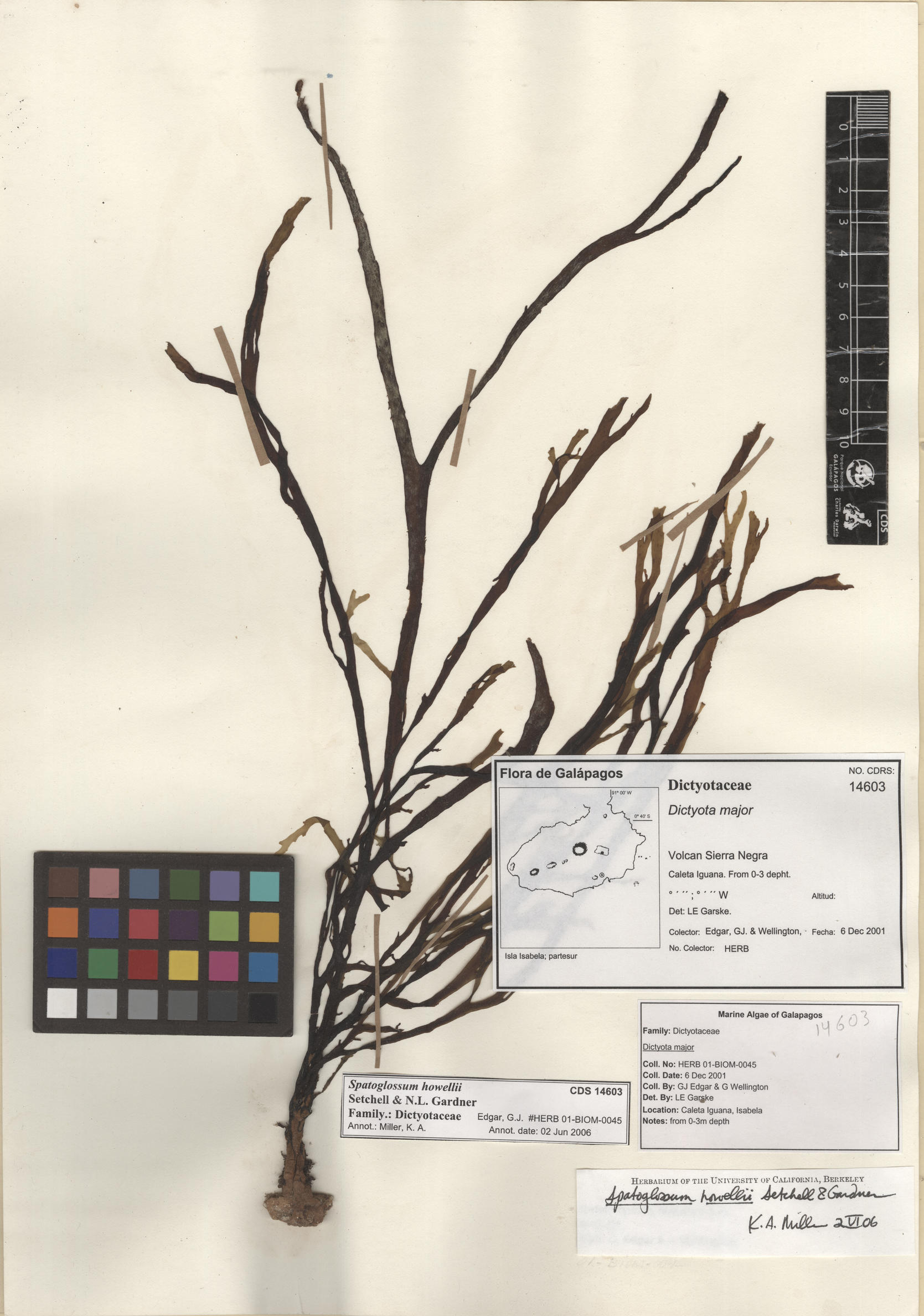 Spatoglossum howellii , CDS specimen herbarium. Photo: Bravo, L..