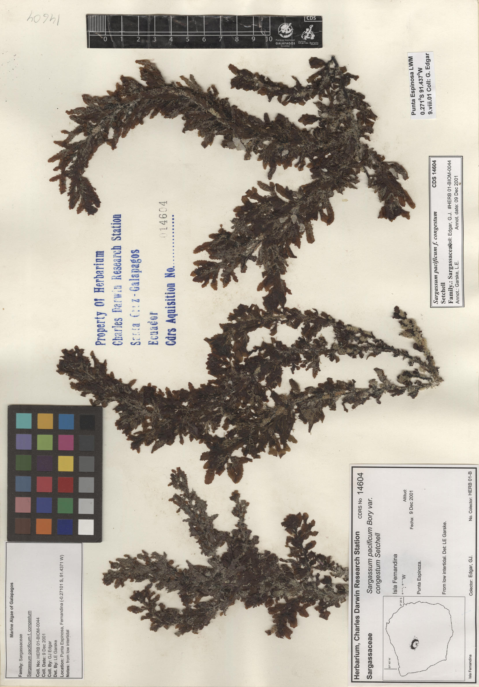  Sargassum pacificum f. congestum , CDS specimen herbarium. Photo: Bravo, L..