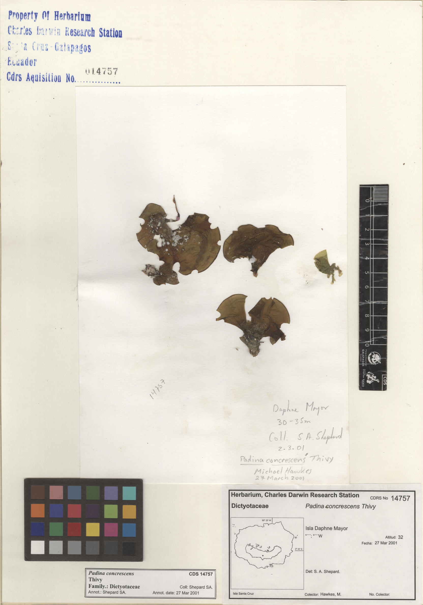 Padina concrescens , CDS specimen herbarium. Photo: Bravo, L..