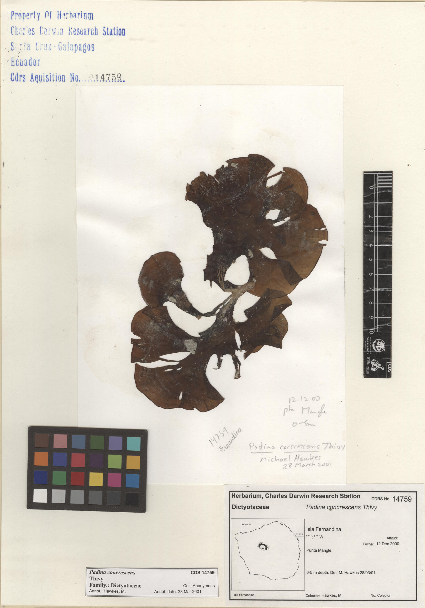 Padina concrescens , CDS specimen herbarium. Photo: Bravo, L..