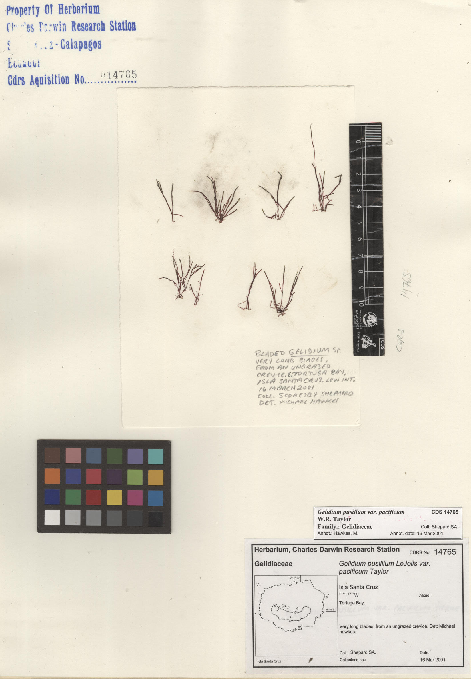  Gelidium pusillum var. pacificum , CDS specimen herbarium. Photo: Bravo, L..