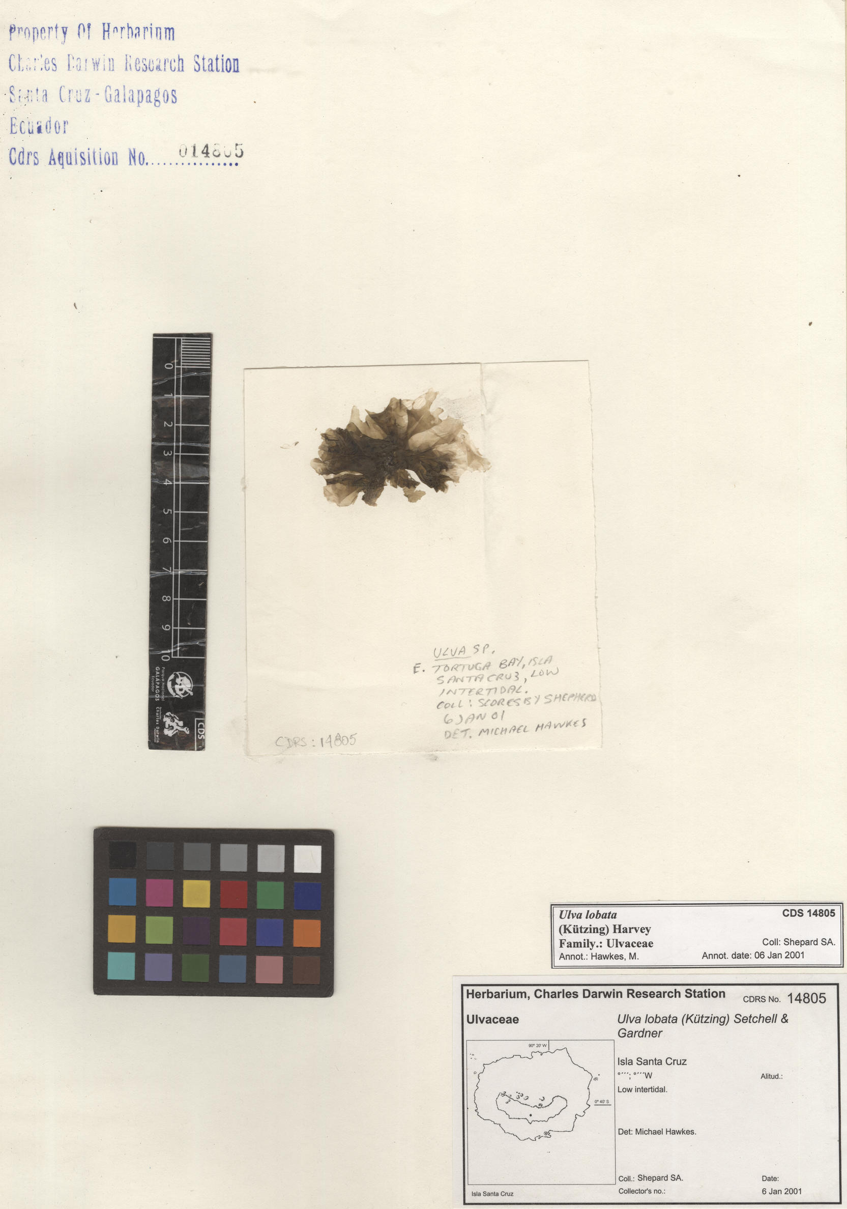  Ulva lobata , CDS specimen herbarium. Photo: Bravo, L..