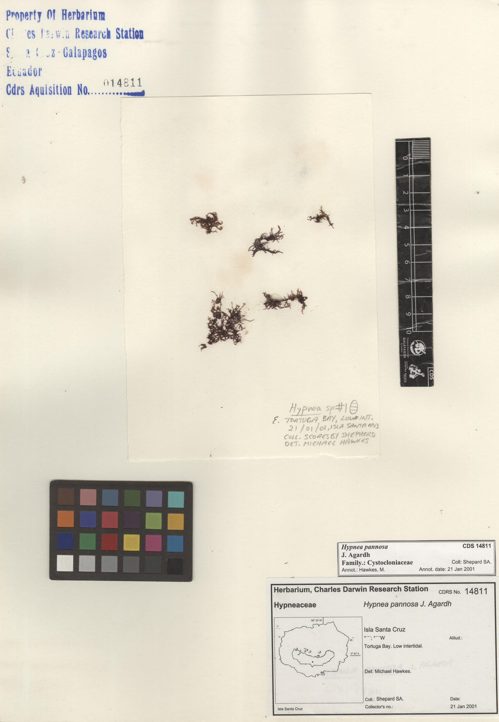  Hypnea pannosa , CDS specimen herbarium. Photo: Bravo, L..