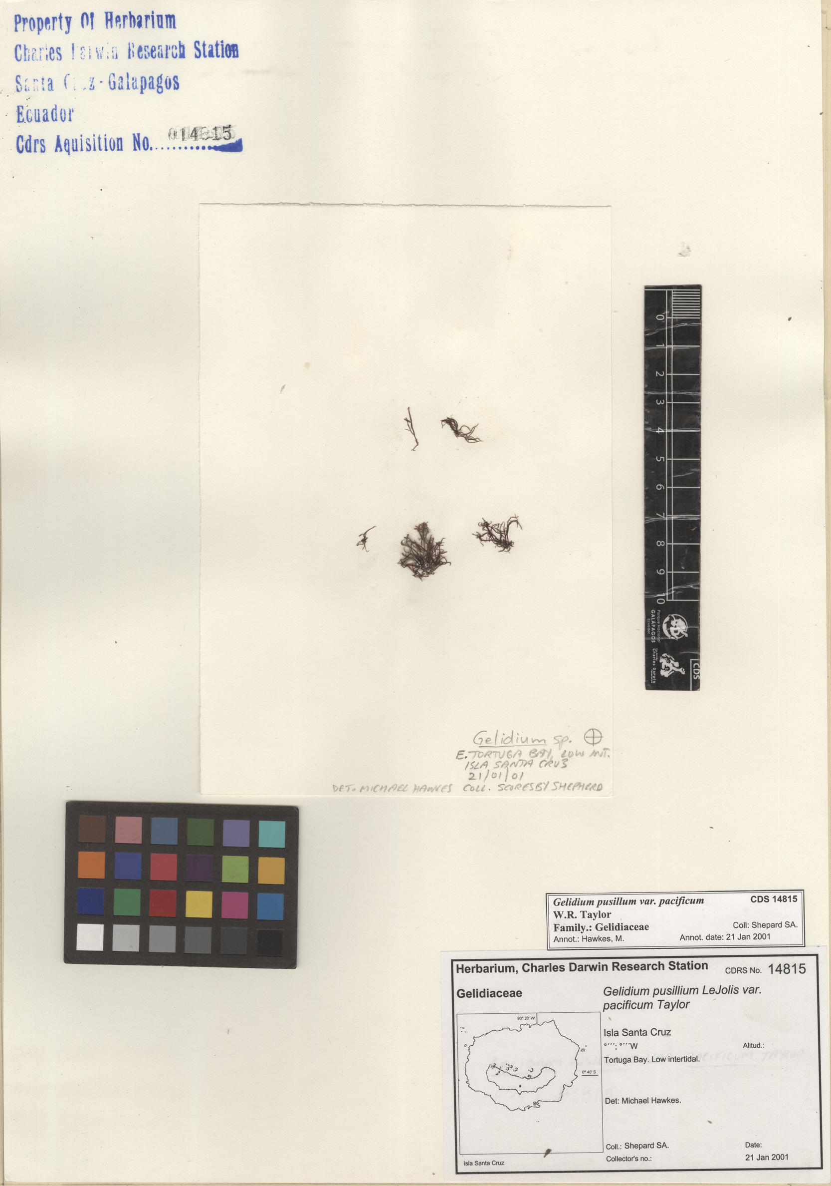  Gelidium pusillum var. pacificum , CDS specimen herbarium. Photo: Bravo, L..