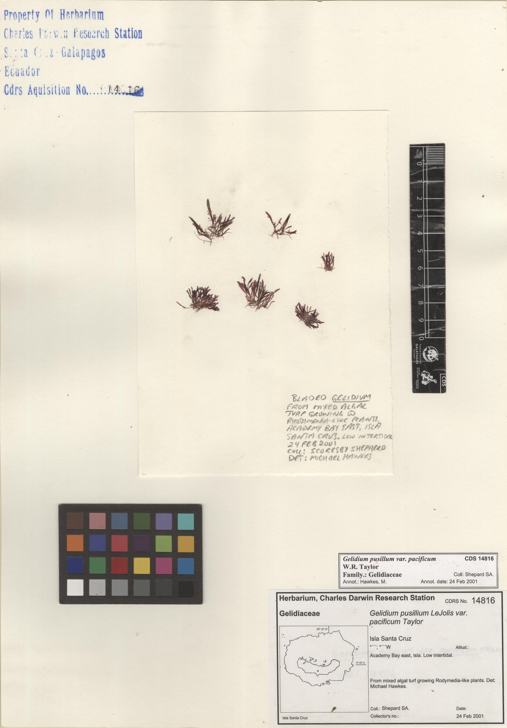  Gelidium pusillum var. pacificum , CDS specimen herbarium. Photo: Bravo, L..