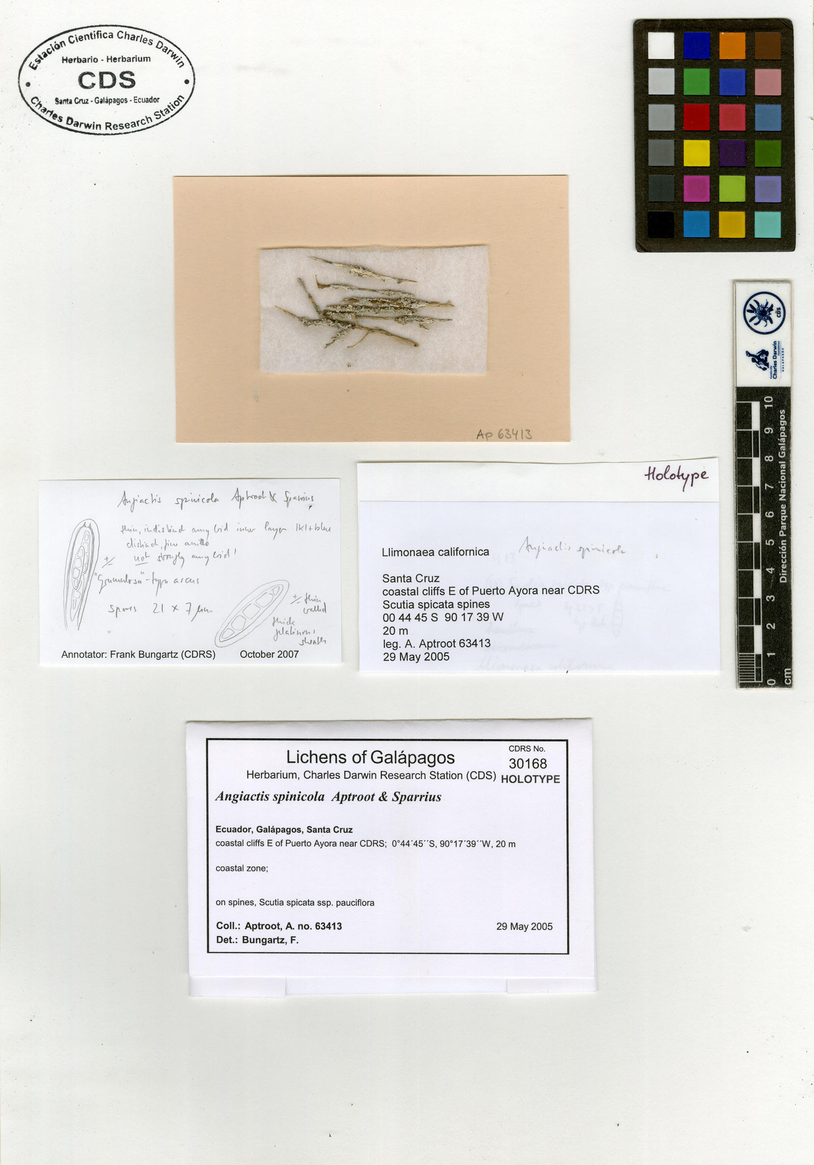 Angiactis spinicola type specimen Photo: CDS.