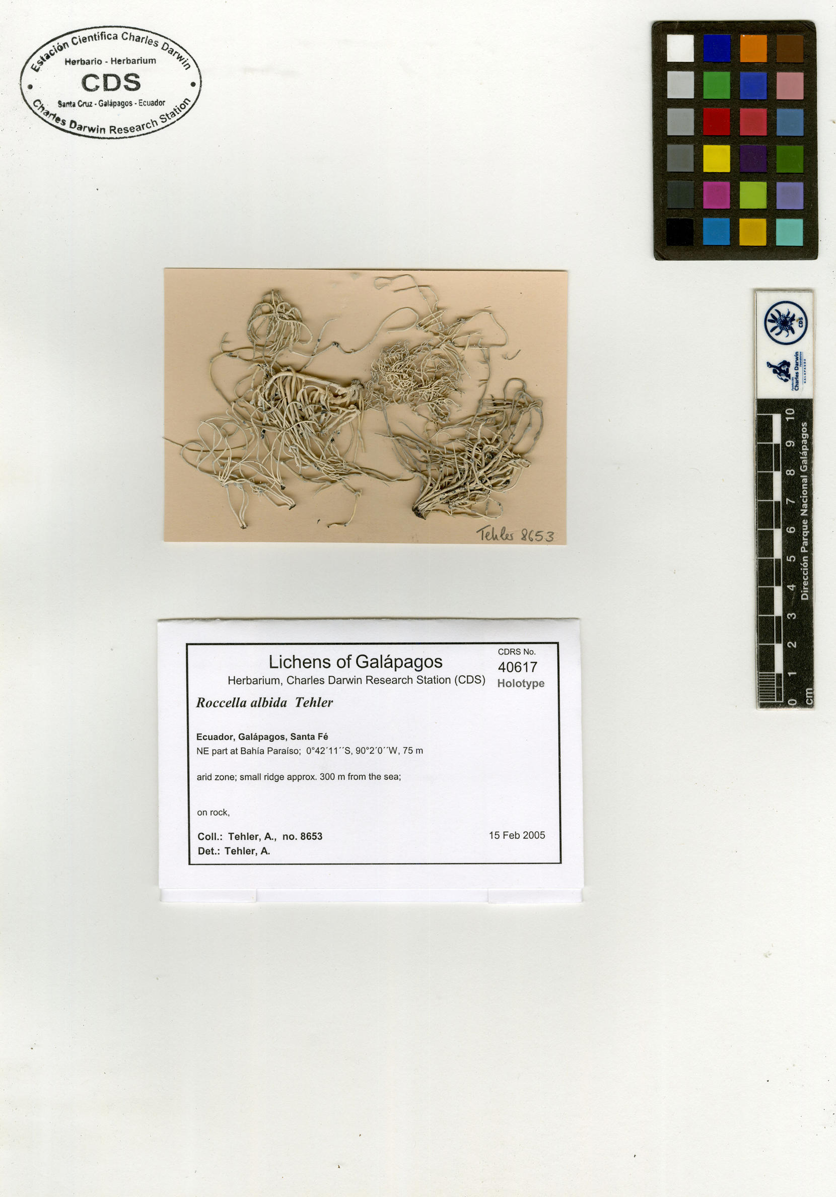 Roccella albida type specimen Photo: CDS.