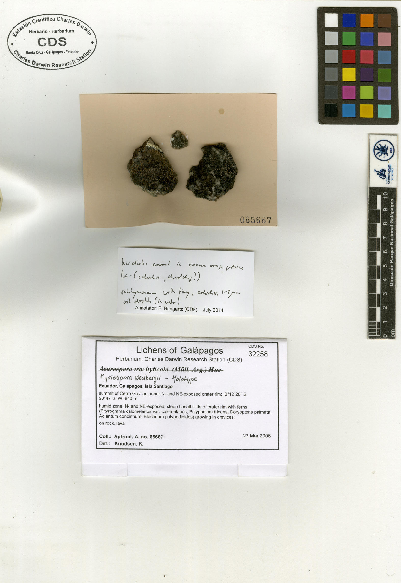 Myriospora westbergii type specimen Photo: CDS.