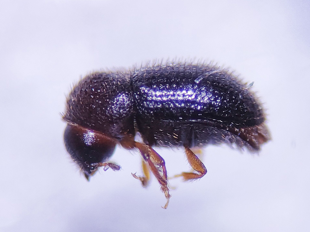 Coffee borer, Hypothenemus hampei. Terrestrial Invertebrates Lab CDRS, Santa Cruz. Photo: Karen Vera, CDF, 2021.