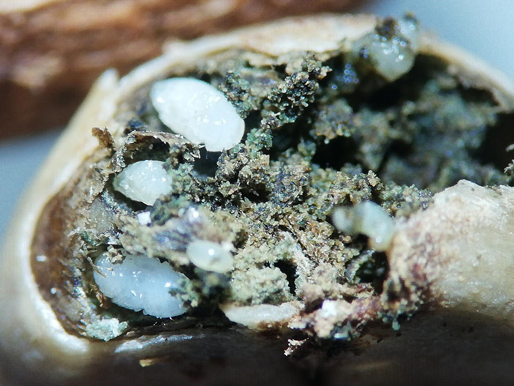 Larvae of Hypothenemus hampei. Terrestrial Invertebrates Lab CDRS, Santa Cruz. Photo: Julia Bolaños, CDF, 2020.