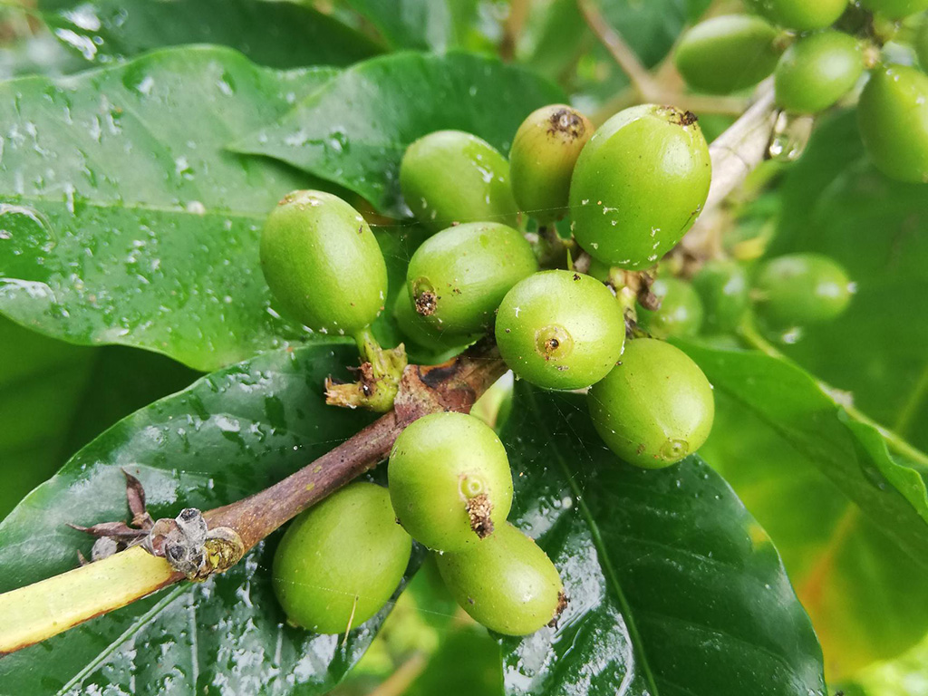 Coffee berries plagued by Hypothenemus hampei. Bellavista, Santa Cruz. Photo: Julia Bolaños, CDF, 2020.