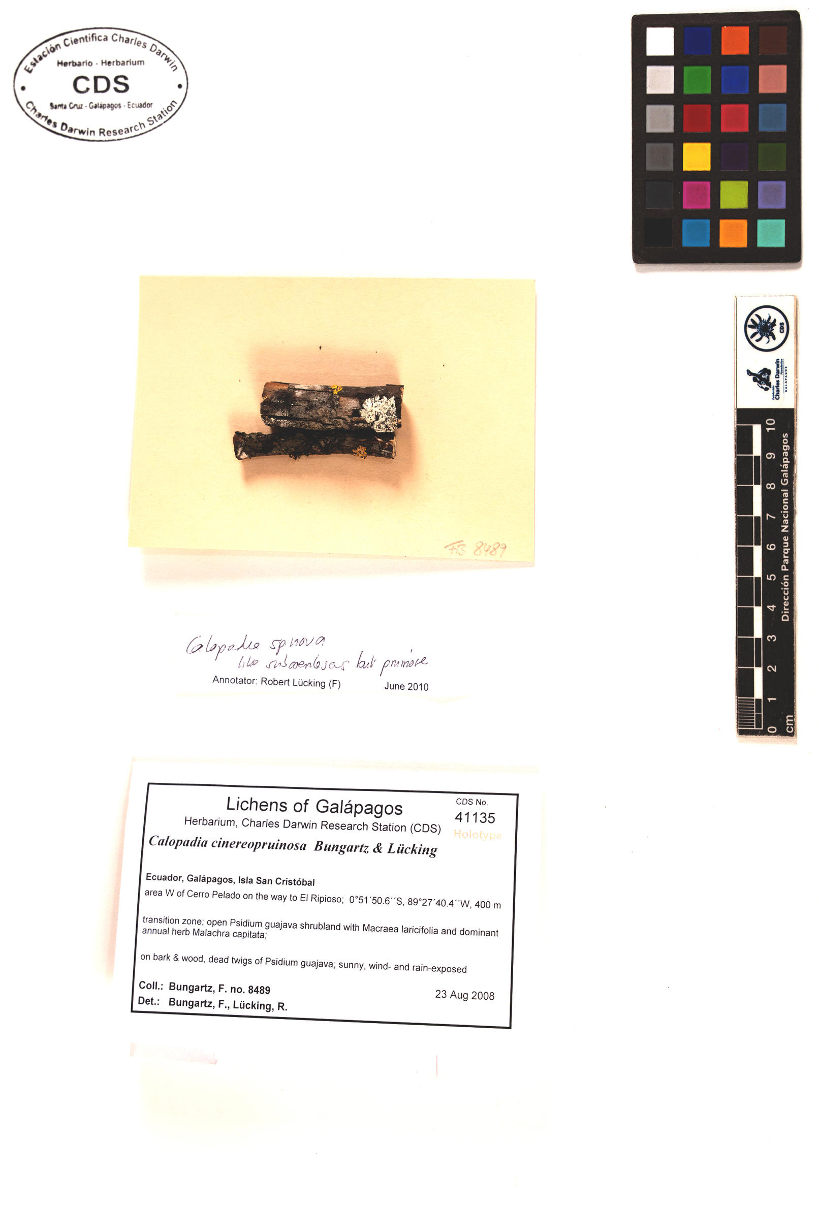 Calopadia cinereopruinosa type specimen Photo: CDS.