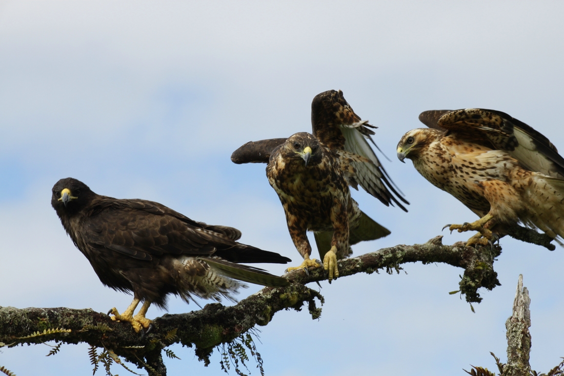 Group of two young and one adult Galapagos hawks (Buteo galapagoensis, Isabela Island, Galapagos. Photo: Adriano Spielmann, 2012.