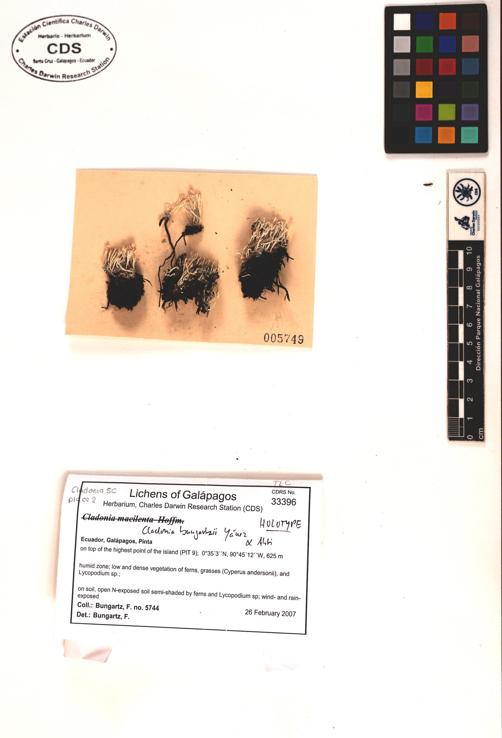 Cladonia bungartzii type specimen Photo: CDS.