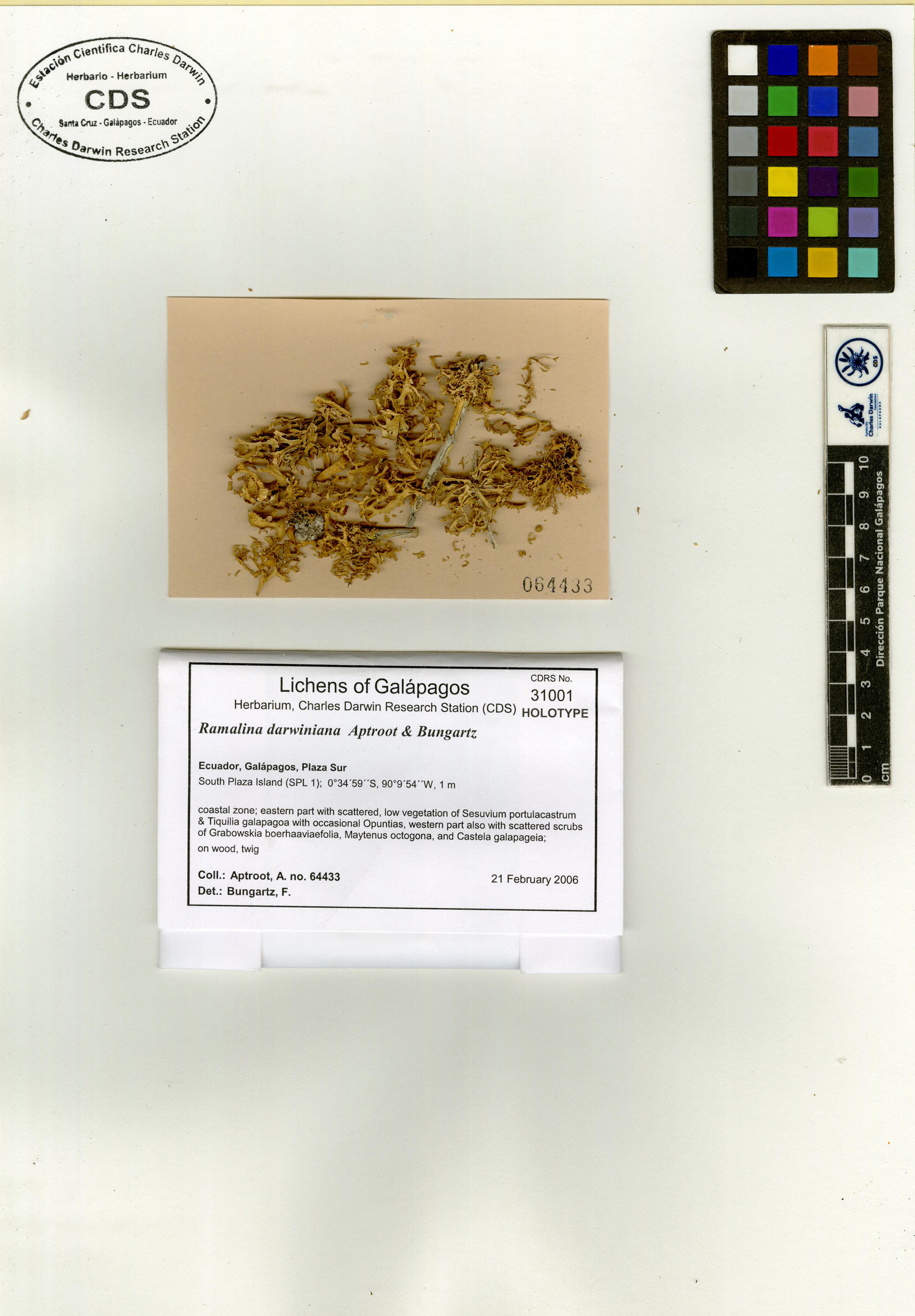 Ramalina darwiniana var. darwiniana
type specimen Photo: CDS.