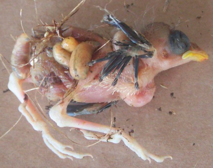 Late instar larvae of the invasive parasitic fly (Philornis downsi) feeding on a Galapagos finch chick. Photo: Jody O'Connor, Flinders University..