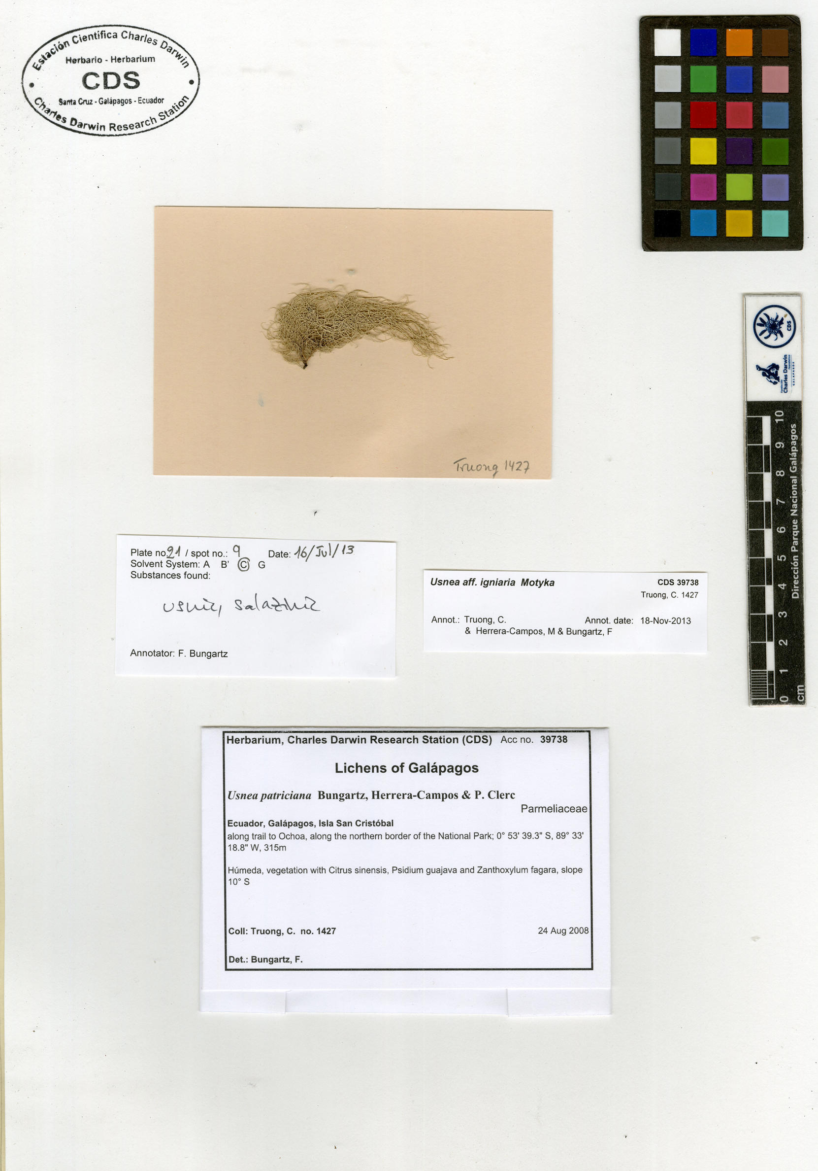 Usnea patriciana type specimen Photo: CDS.