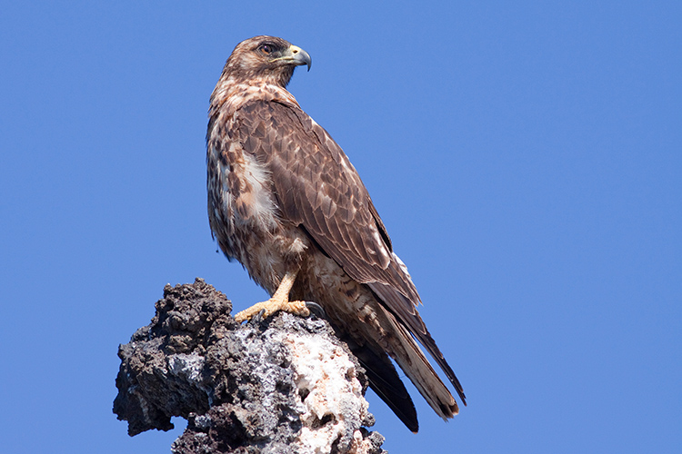 Juvenile Galapagos Hawk. Photo: Michael Dvorak, CDF.