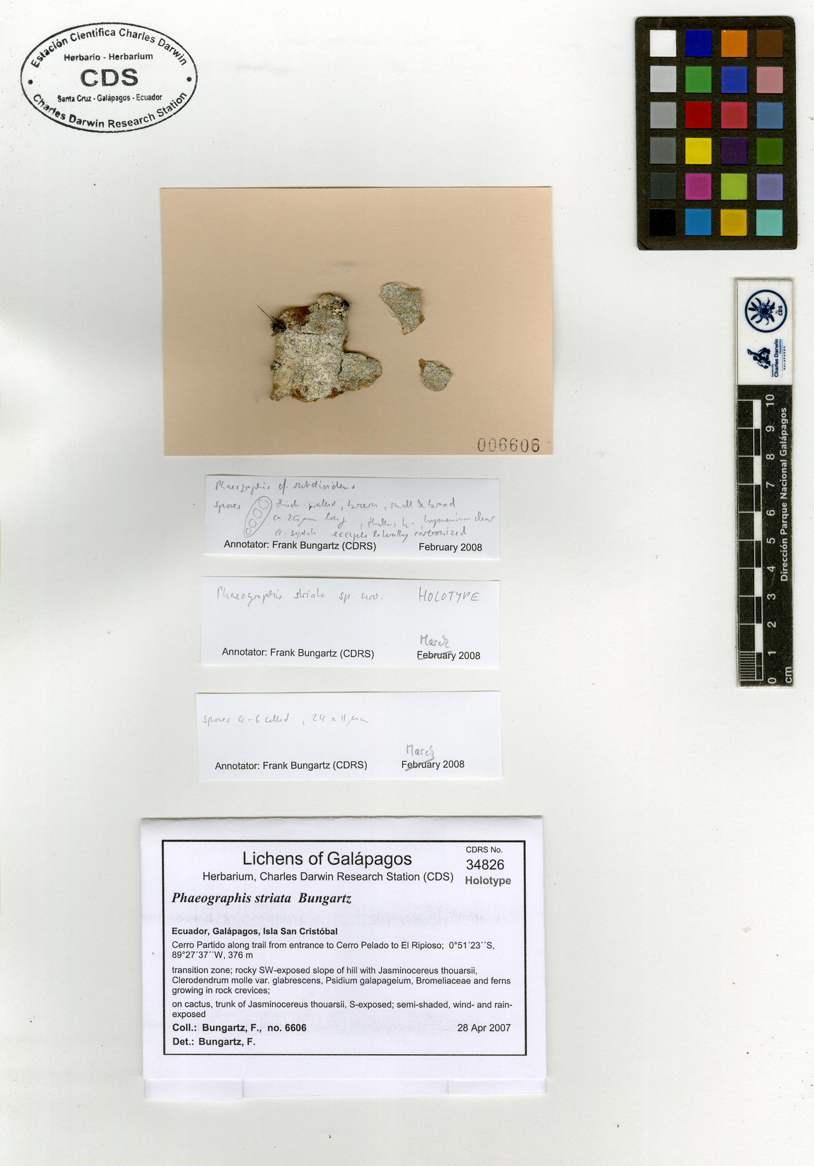 Phaeographis striata type specimen Photo: CDS.